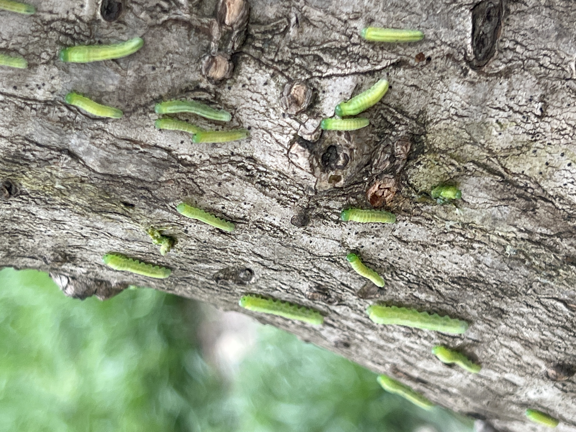 The image shows a close-up view of a tree branch. The bark of the branch is textured and grayish-brown. Scattered across the surface of the branch are numerous small, green caterpillars. The background is a blur of green, possibly foliage. The location is Tbilisi, Georgia.