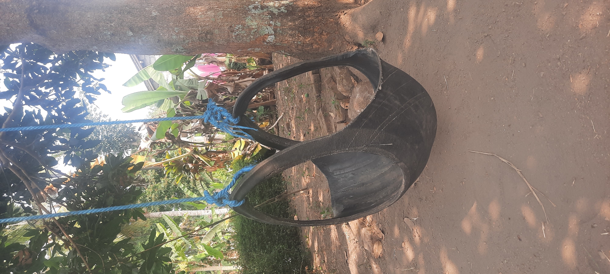 In Ploso, Indonesia, a tire swing hangs from a tree. The swing is made from a black tire cut in half, suspended by two blue ropes. The ropes are tied to the branches of a large tree, which is on the right side of the frame. The background shows lush greenery with banana leaves and other tropical plants. The ground is dirt, with scattered leaves and small rocks. The scene is outdoors, in what appears to be a rural or semi-rural setting.