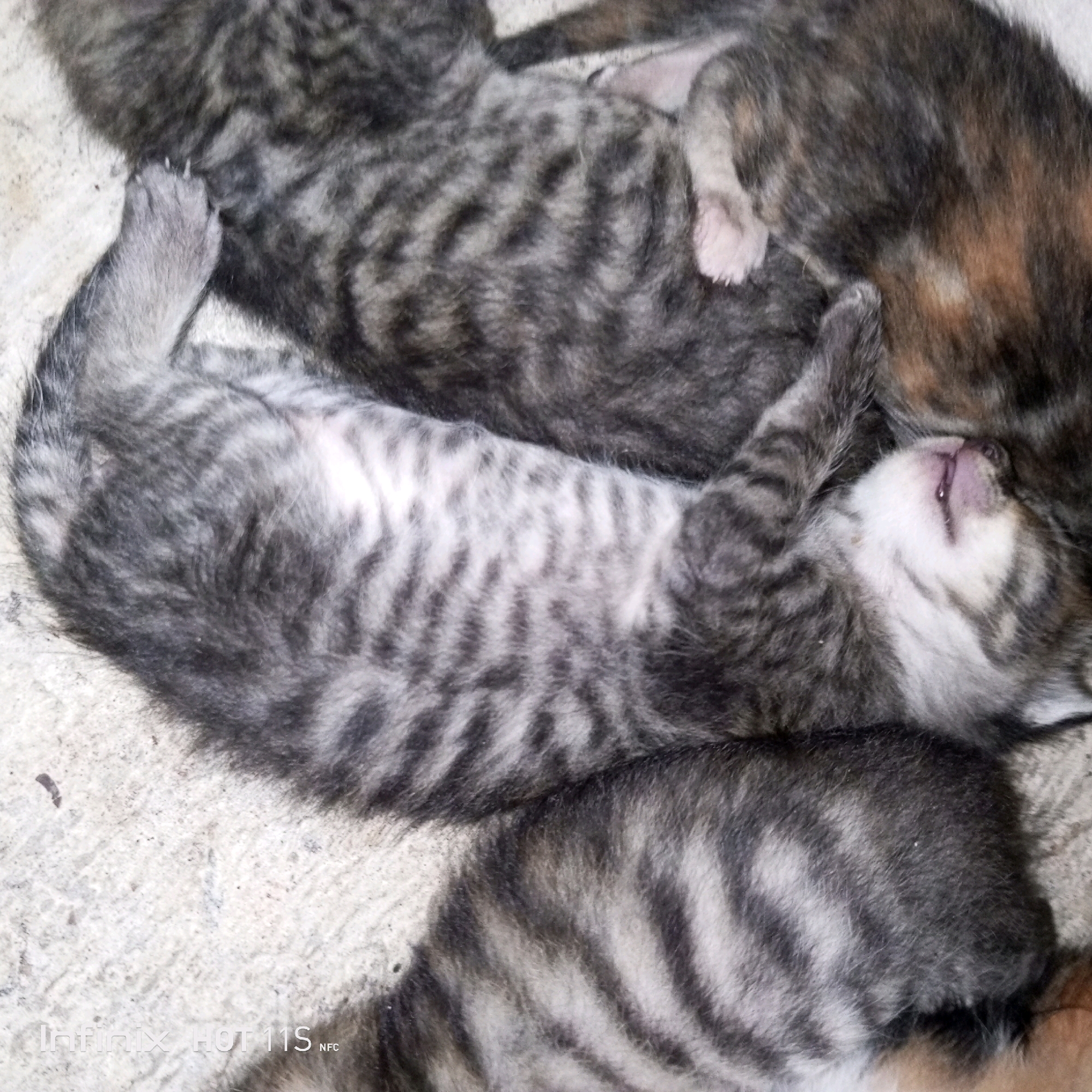 The image shows a close-up, overhead view of two tabby kittens sleeping intertwined on a light-colored, textured surface that appears to be concrete or a similar material. The kitten in the foreground is lying on its back with its paws curled up and its mouth slightly open. Its fur is a mix of grey and black stripes. The second kitten, partially visible behind the first, has a similar tabby pattern with some reddish-brown patches. The overall impression is one of a peaceful, natural scene. There is no indication of a specific location within Sukaslamet, Indonesia, or any human presence.