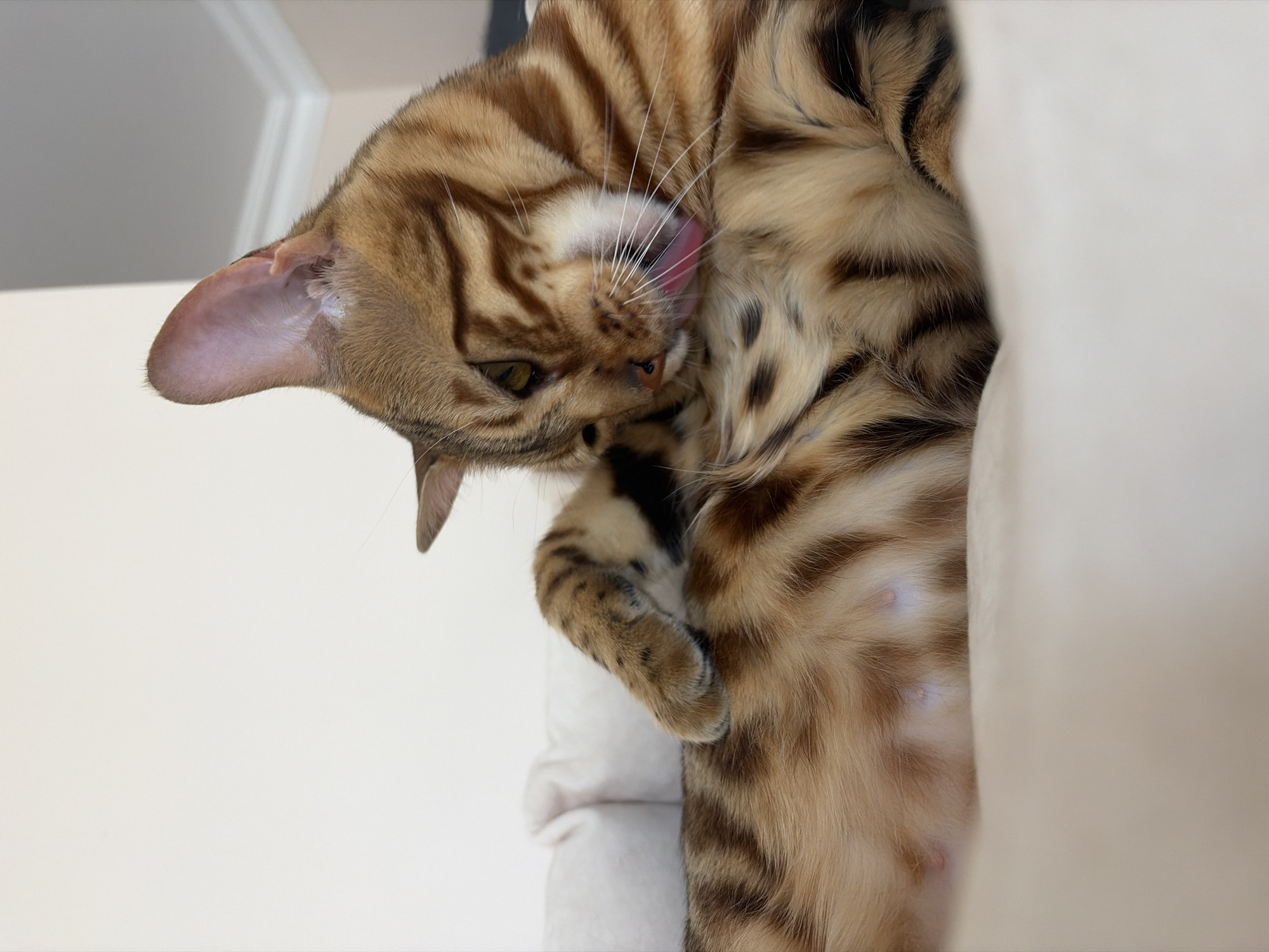 The image shows a close-up, head-and-shoulders shot of a Bengal cat grooming itself in a soft, beige cat bed. The cat has distinctive brown and black stripes on its fur, a yellow eye, and its tongue is visible as it licks its paw. The background is a plain, light-colored wall. The image does not contain any information about the city of Krasnoyarsk, Russia, or any geographical indicators.
