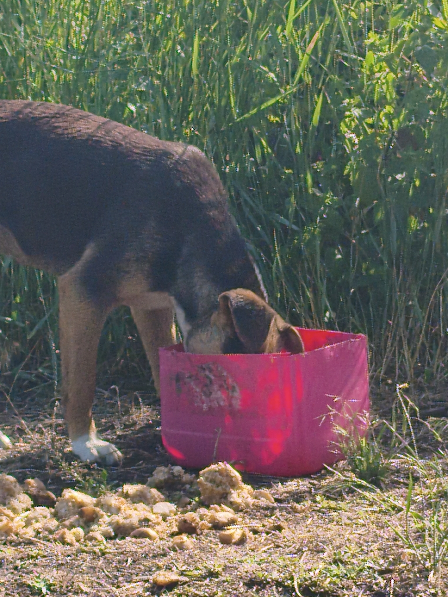 A medium-sized, brown and black dog is seen from the side, eating from a bright pink collapsible bucket. The dog's head is lowered into the bucket, and its snout is partially visible. The bucket is positioned on the ground, which appears to be a mixture of dirt and short grass. Scattered around the bucket and in front of the dog are several small, light-brown clumps of food, possibly kibble or a similar dry food. Behind the dog, tall green grass and foliage create a blurred background. The lighting suggests it is daytime, with sunlight filtering through the vegetation. The overall scene depicts a dog being fed outdoors.