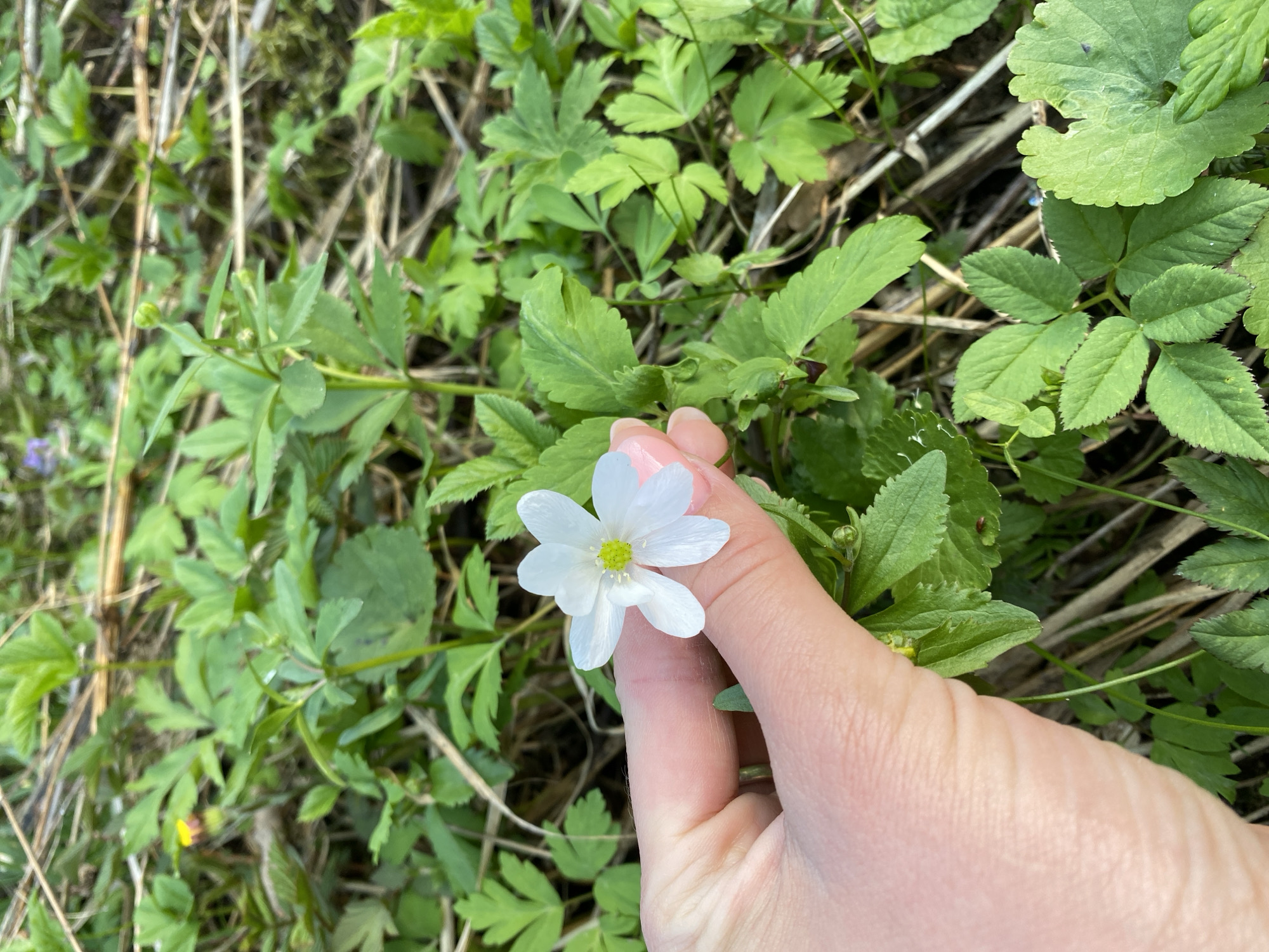 The image depicts a hand holding a small, white flower with a yellow center. The background consists of green foliage, including various types of leaves and some dry plant stalks. The location is reported as Баклуши, Russia, but this cannot be independently verified from the image.