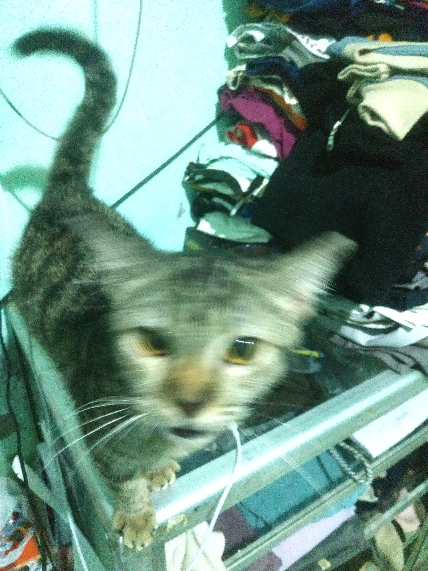 A domestic cat, likely of the tabby breed, is positioned on a reflective surface, possibly a glass table, with its body angled towards the viewer. The cat's fur exhibits a pattern of grey and black stripes. Its tail is curled upwards and to the left of the frame. The cat's face is in sharp focus, revealing its eyes, nose, and prominent whiskers. The background is cluttered with various items, including piles of clothing in muted colors such as purple, black, blue, and white. The overall lighting is dim, with a bluish-green cast, suggesting an indoor environment. The scene appears to be within a residential setting in Pacul, Indonesia, a location known for its rural characteristics and community-based living. There are no humans visible in the image.