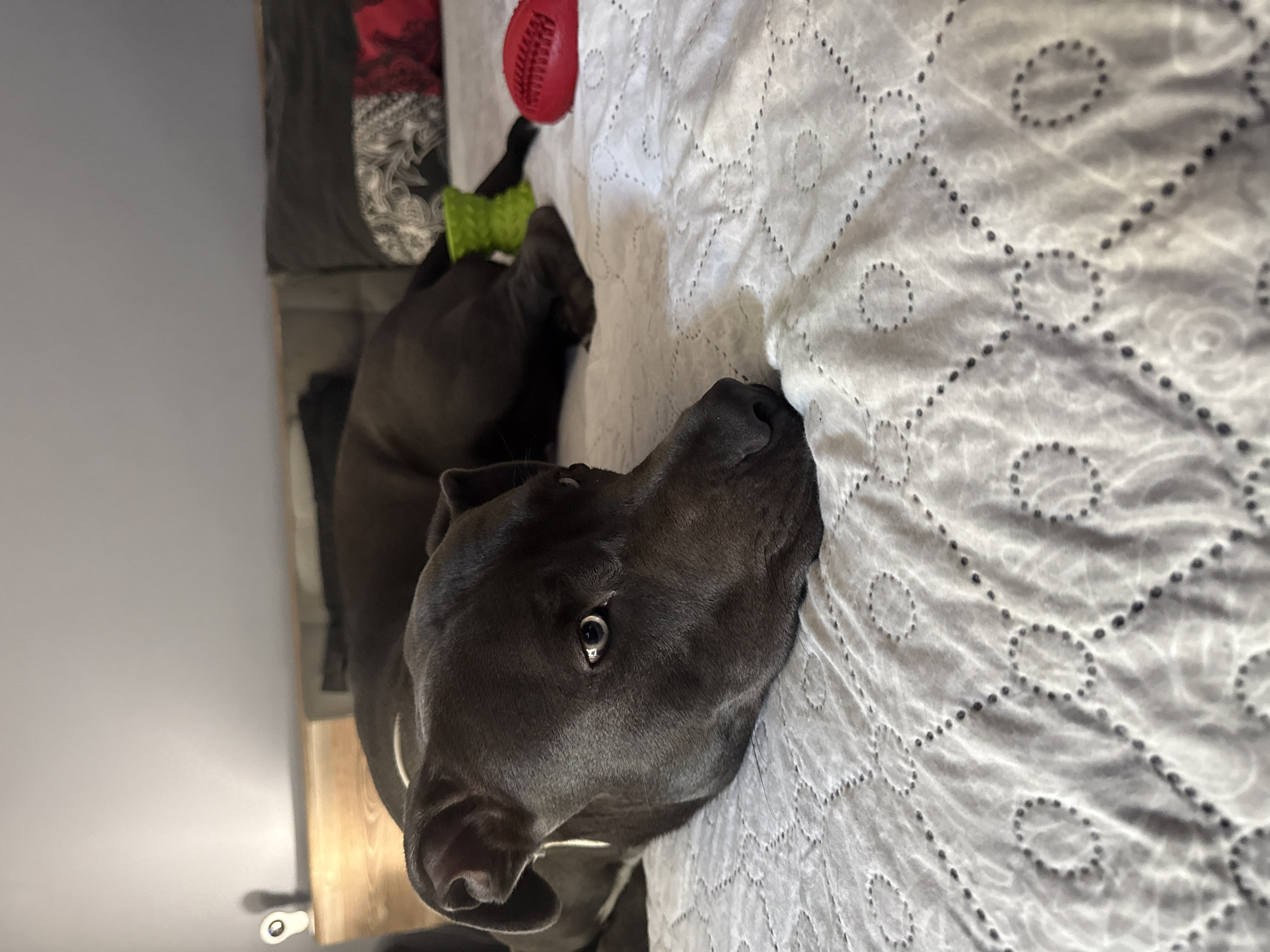 A dark gray pit bull dog is lying on its side on a white quilted bedspread. The dog's head is in the foreground, resting on its left side, with its body extending into the background. The dog has light-colored eyes and its mouth is slightly open. In the background, there are pillows, blankets, and two dog toys: a bright green toy and a red toy. The setting appears to be a bedroom. This image was taken in Varna, Bulgaria.