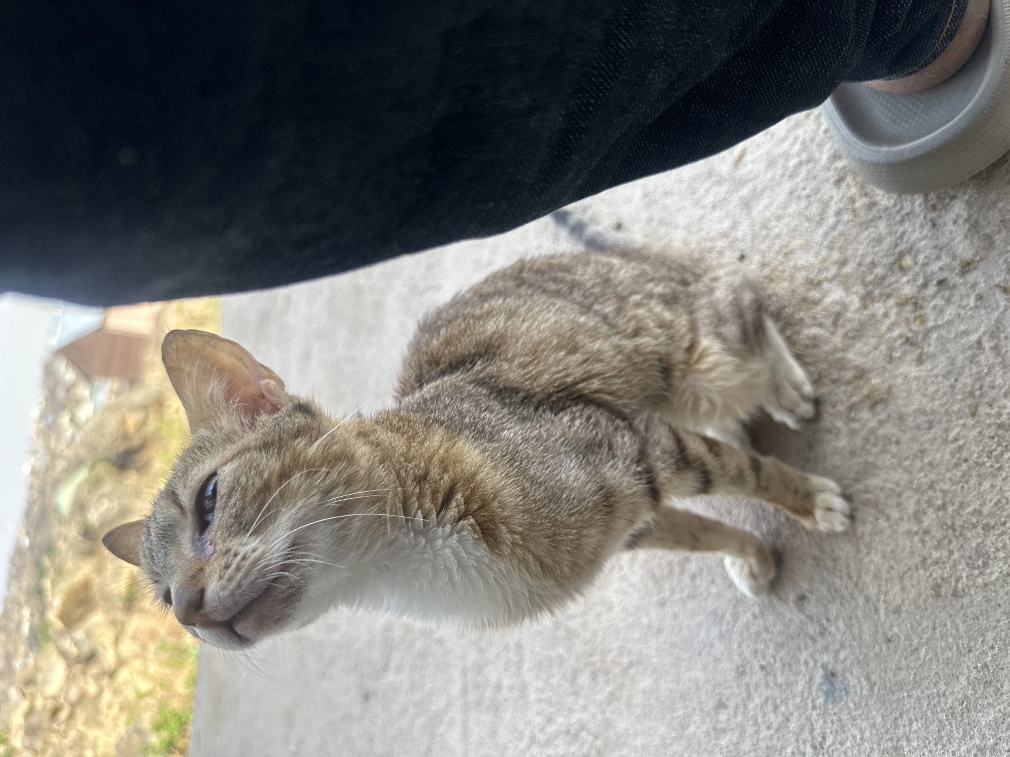 A cat with gray and brown fur, white markings around the chest and belly, and white paws is lying on a gray concrete surface. The cat is next to a person's leg, which is covered in dark denim fabric. A white sandal or shoe is also visible near the leg. In the background, a partially obscured building with beige paint can be seen. The image was taken in the city of Jos, Nigeria.