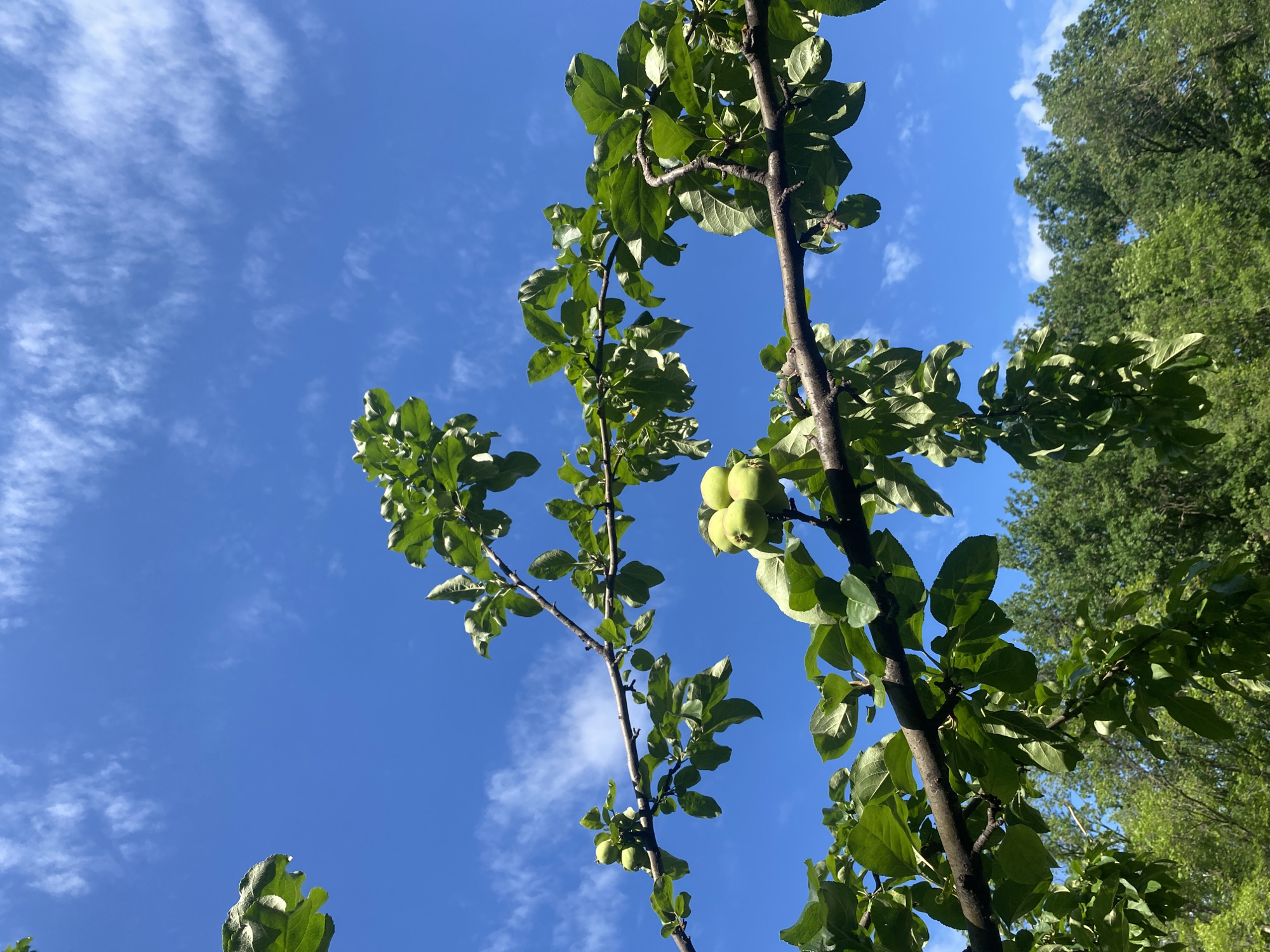 The image depicts a close-up view of apple tree branches laden with young, green apples, set against a clear blue sky dotted with wispy white clouds. The branches are dark and gnarled, with abundant green leaves, some of which appear slightly wilted or curled, indicative of a sunny day. Several clusters of apples are visible, mostly on the upper branches. In the background, the tops of other green trees can be seen. The scene is a natural outdoor setting, likely a garden or orchard, under daylight conditions. The image does not contain any people or specific urban landmarks that would allow for precise localization within Novokuybyshevsk, Russia.
