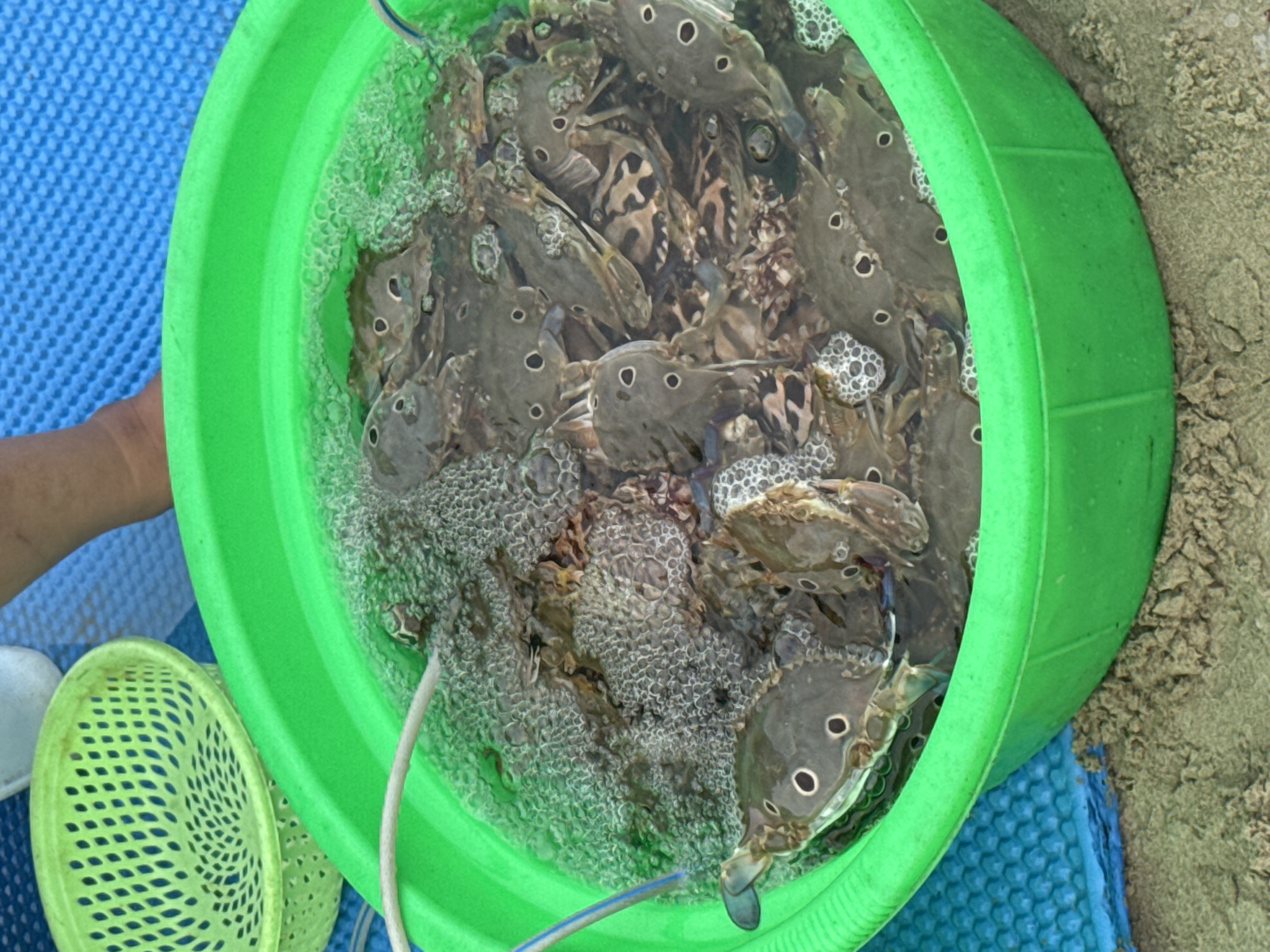 A top-down shot displays a green plastic bucket filled with water and multiple crabs, situated on what appears to be a blue plastic mat or pad. A person's arm is visible on the left side of the frame, near a smaller, green, slotted basket. The bucket also contains a wire. A beach is visible on the right. While it cannot be confirmed that the picture was taken in Đà Nẵng, Vietnam, the scene depicts a common sight related to fishing and seafood in coastal areas.