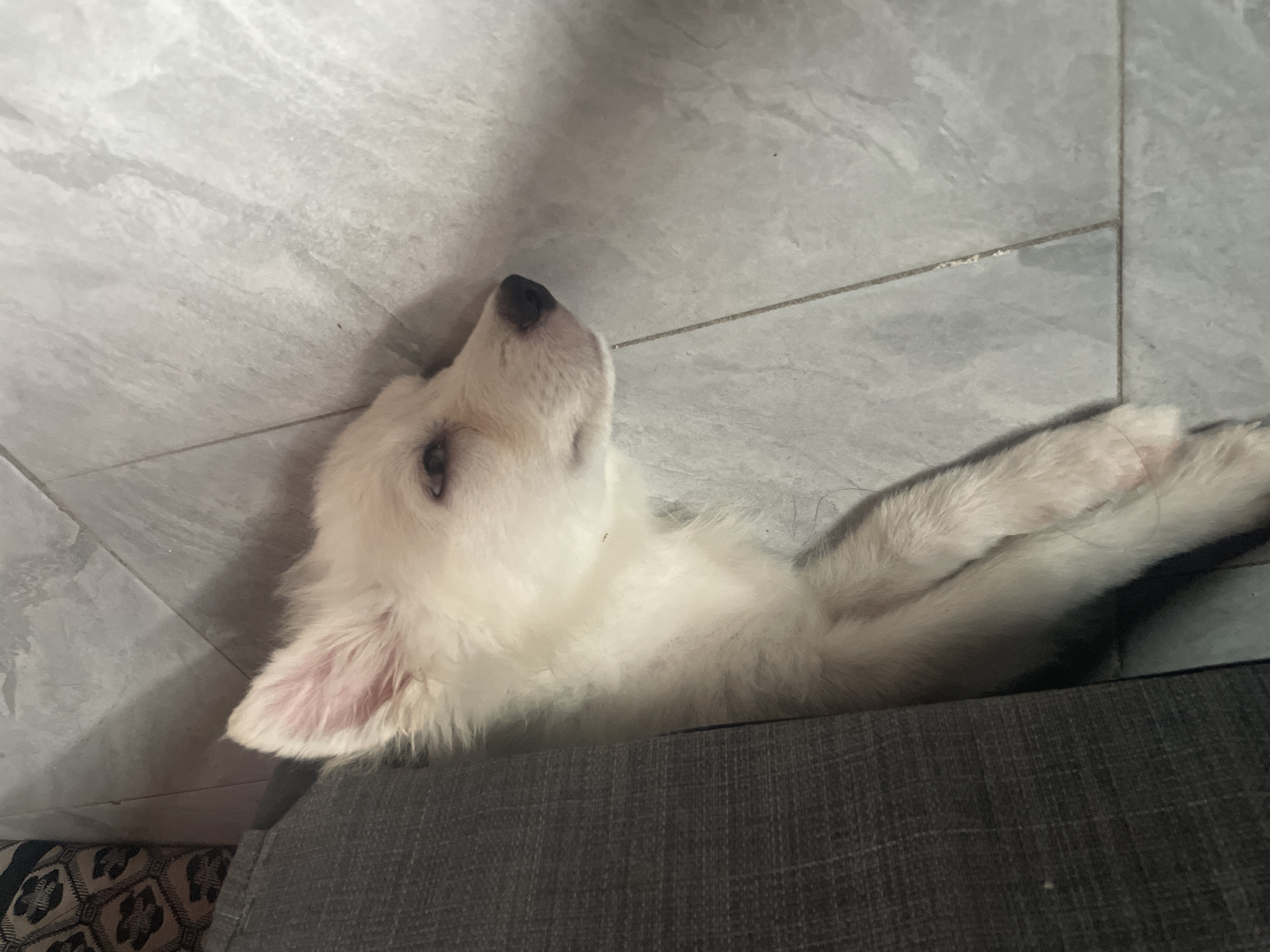 A white fluffy puppy is lying down on a tiled floor, partially under a grey upholstered sofa. The puppy is facing to the right of the frame, with its head resting on the floor. Its eyes are partially closed, and its ears are perked up. The floor appears to be made of light-colored square tiles with dark grout lines. The background shows a portion of the sofa and a patterned cushion. The scene is indoors, likely in a residential setting. There is no indication of the specific location within Iyafin, Nigeria.