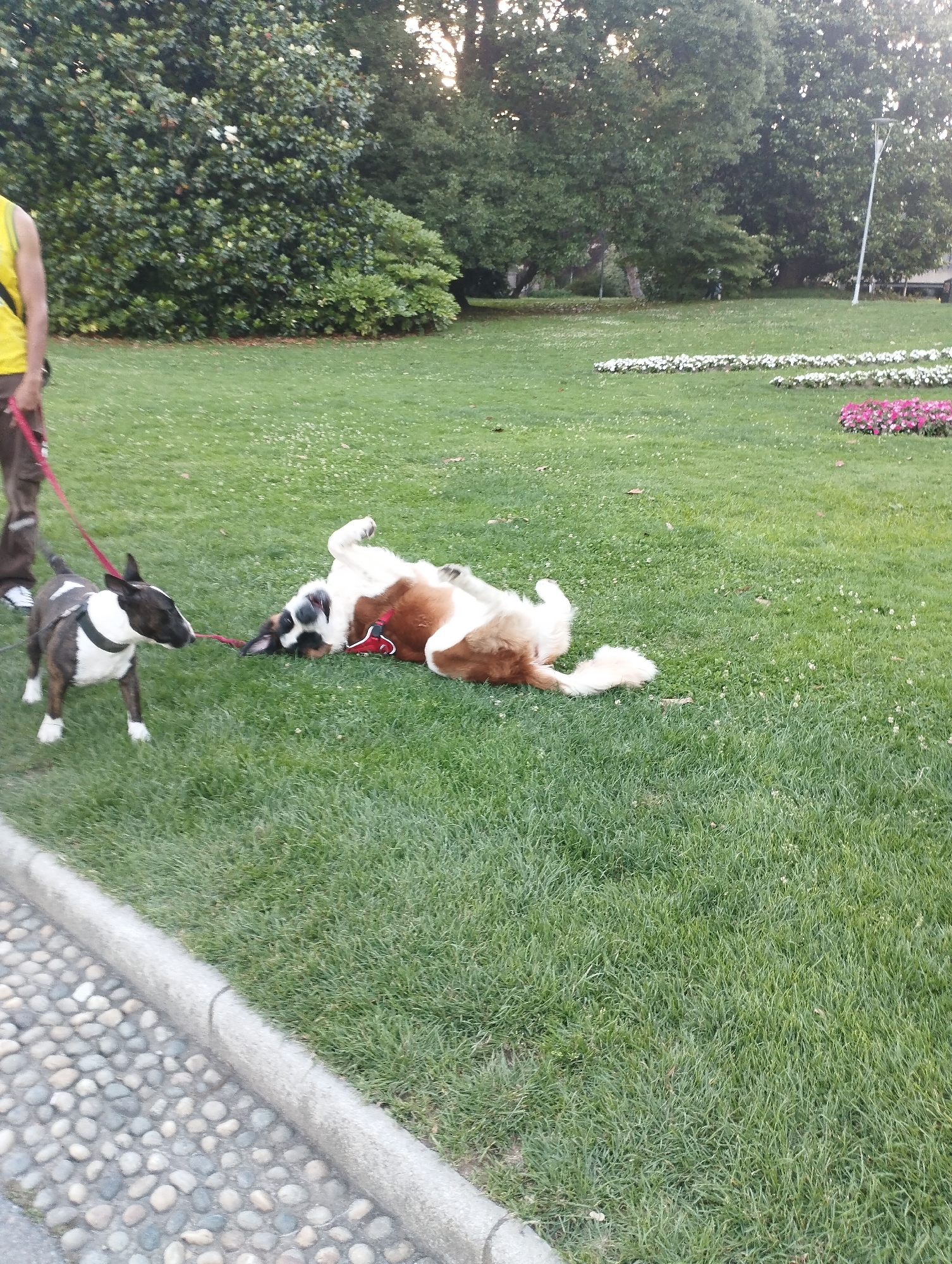 A small, black and white bull terrier on a red leash is standing on a grassy lawn in a park. The dog is looking towards a larger, brown and white dog that is lying on its back on the grass, appearing to be playing or rolling around. A person's legs, wearing brown pants and a yellow top, are visible to the left of the bull terrier, holding the leash. The background features green trees and a paved walkway with small stones. The image appears to be taken in an outdoor park setting.