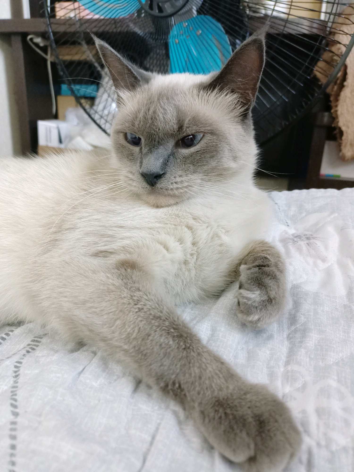 A medium shot of a light-colored cat with gray markings on its face and ears is lying on a white, textured blanket. The cat has blue eyes and is looking to its left. Its front paws are visible, with one extended forward. In the background, out of focus, is a black fan with blue blades and a wooden shelf with some boxes. The scene appears to be indoors. There is no indication of the city of Almaty, Kazakhstan.