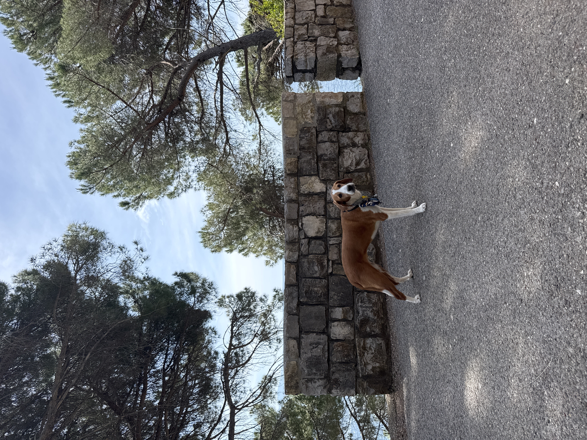 A dog stands near a stone wall on an asphalt surface, likely a path or road. Behind the wall is a glimpse of water, indicating a coastal area. Above and around the wall are trees, including pines, visible against a blue sky with scattered clouds. The location is Mirište, Montenegro.