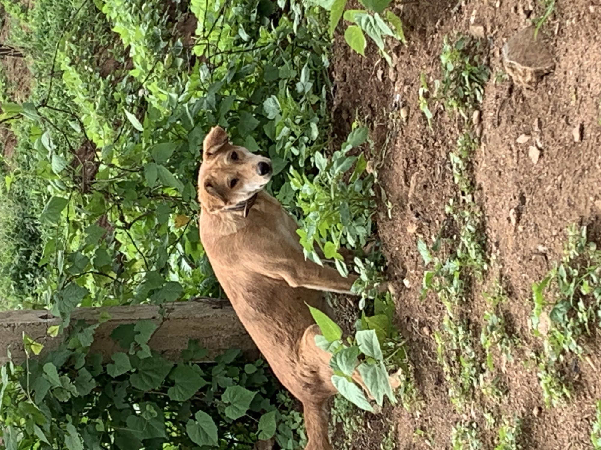 A medium-sized, light brown dog with floppy ears is lying down in a patch of dry, brown soil with sparse green vegetation in the foreground. Behind the dog, there is dense green foliage and a tree trunk. The dog is looking towards the camera with a neutral expression. The scene appears to be outdoors in a rural or semi-rural setting.