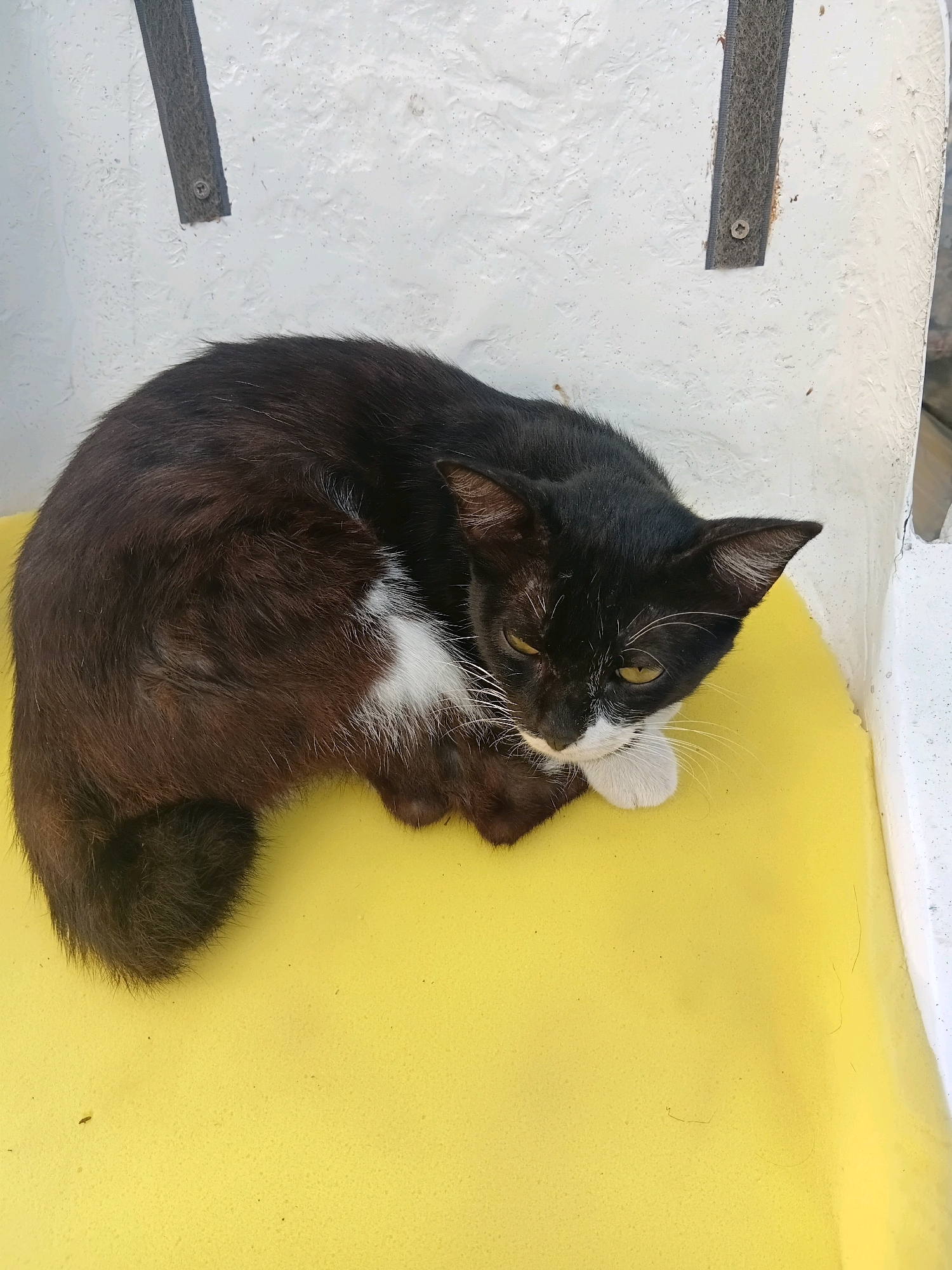 The image shows a black and white cat curled up on a yellow cushion. The cat is facing to the right and appears to be sleeping or resting. Its eyes are partially closed, and its ears are perked up. The cat has a white chest and paws, and its tail is curled around its body. The yellow cushion is placed on a white surface, possibly a chair or bench. The background is a textured white wall with some dark vertical elements. The scene appears to be outdoors, as suggested by the natural lighting. There is no visible information in the image that can be used to determine the location in the city of Cikal, Indonesia.