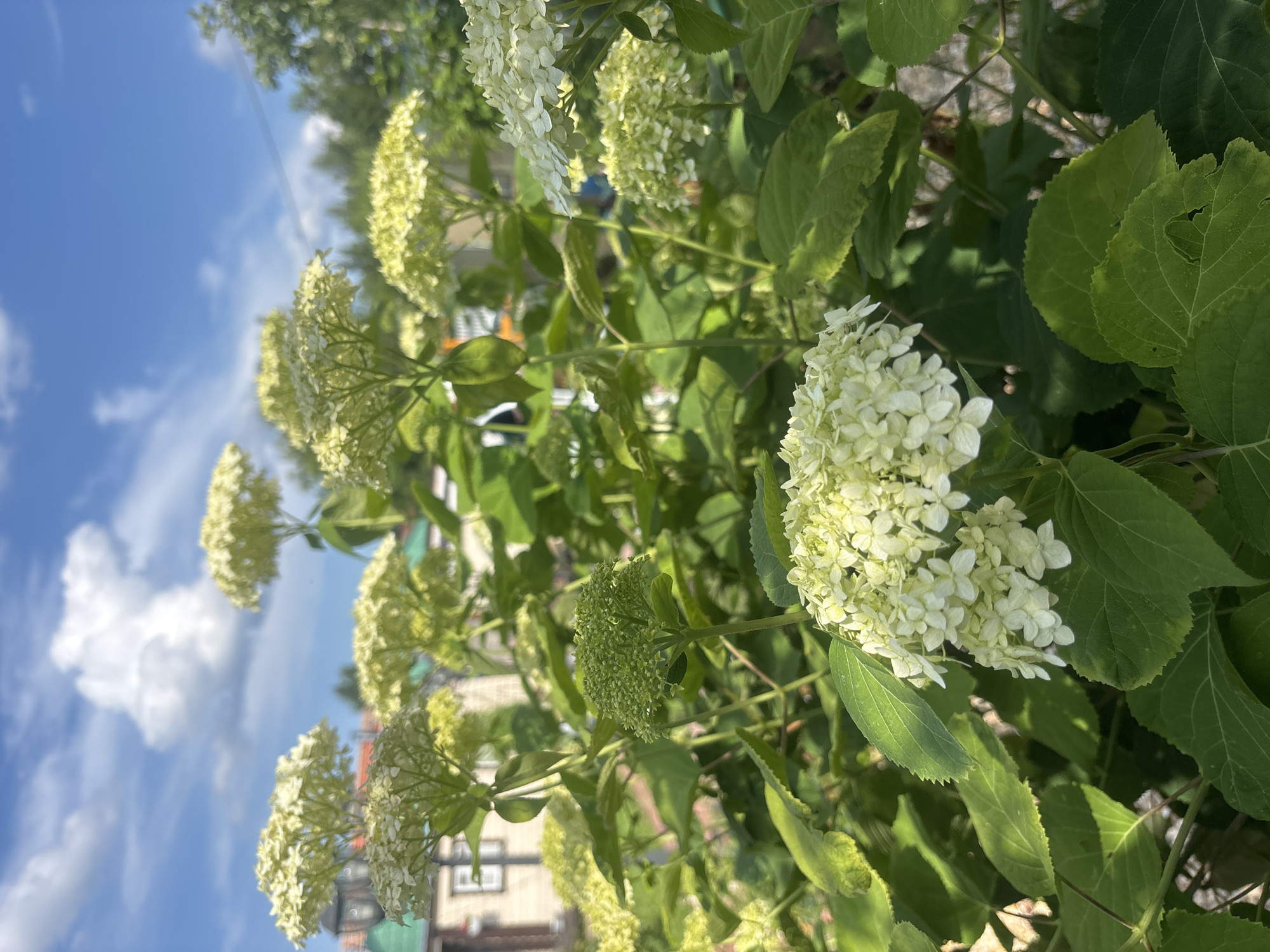 In the foreground, a cluster of white hydrangeas in full bloom is captured under a bright blue sky with scattered white clouds. The hydrangeas are a prominent feature, with their large, round flower heads composed of numerous small blossoms. The petals are a pale, creamy white, with some tinges of pale green. The leaves of the hydrangea bush are a vibrant green, broad and serrated, providing a lush backdrop to the flowers. Sunlight dapples the scene, highlighting the texture of the petals and leaves. In the middle ground and background, other hydrangea plants are visible, also in bloom and displaying their green foliage. Beyond the plants, a building with a brick facade and a green roof is partially visible, suggesting an urban or suburban setting. Trees with dark green foliage can be seen further in the background, framing the scene. The overall impression is one of a sunny, pleasant day in a garden or park-like environment within the Лотос Снт (марьино) area of Russia.