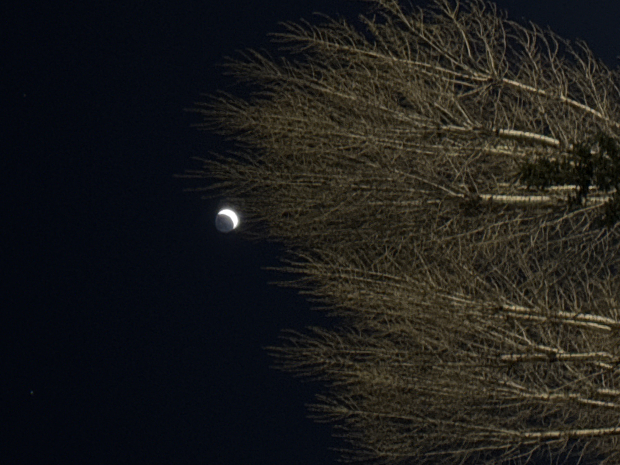 This media file captures a serene nighttime scene in Saint Petersburg, Russia. The image prominently features a brightly illuminated crescent moon and the intricate network of bare tree branches, set against a dark, almost black sky.
The moon, appearing as a thin, brilliant sliver, is positioned on the left side of the frame, standing out sharply against the deep nocturnal background. To its right, and occupying a significant portion of the image from the mid-section extending towards the top and right edges, is a dense mass of tree branches. These branches are leafless, displaying a complex, almost fractal pattern, and appear in various shades of light brown and grey. Their light color suggests illumination, possibly from the moon or an unseen light source. Scattered among the finer bare branches, particularly on the far right, are a few darker clusters, which might be evergreen foliage or different parts of the same tree retaining leaves.
There are no people, discernible activities, or visible text in the image. The clear night sky indicates calm weather conditions, allowing for a sharp view of both the celestial body and the tree's detailed structure.