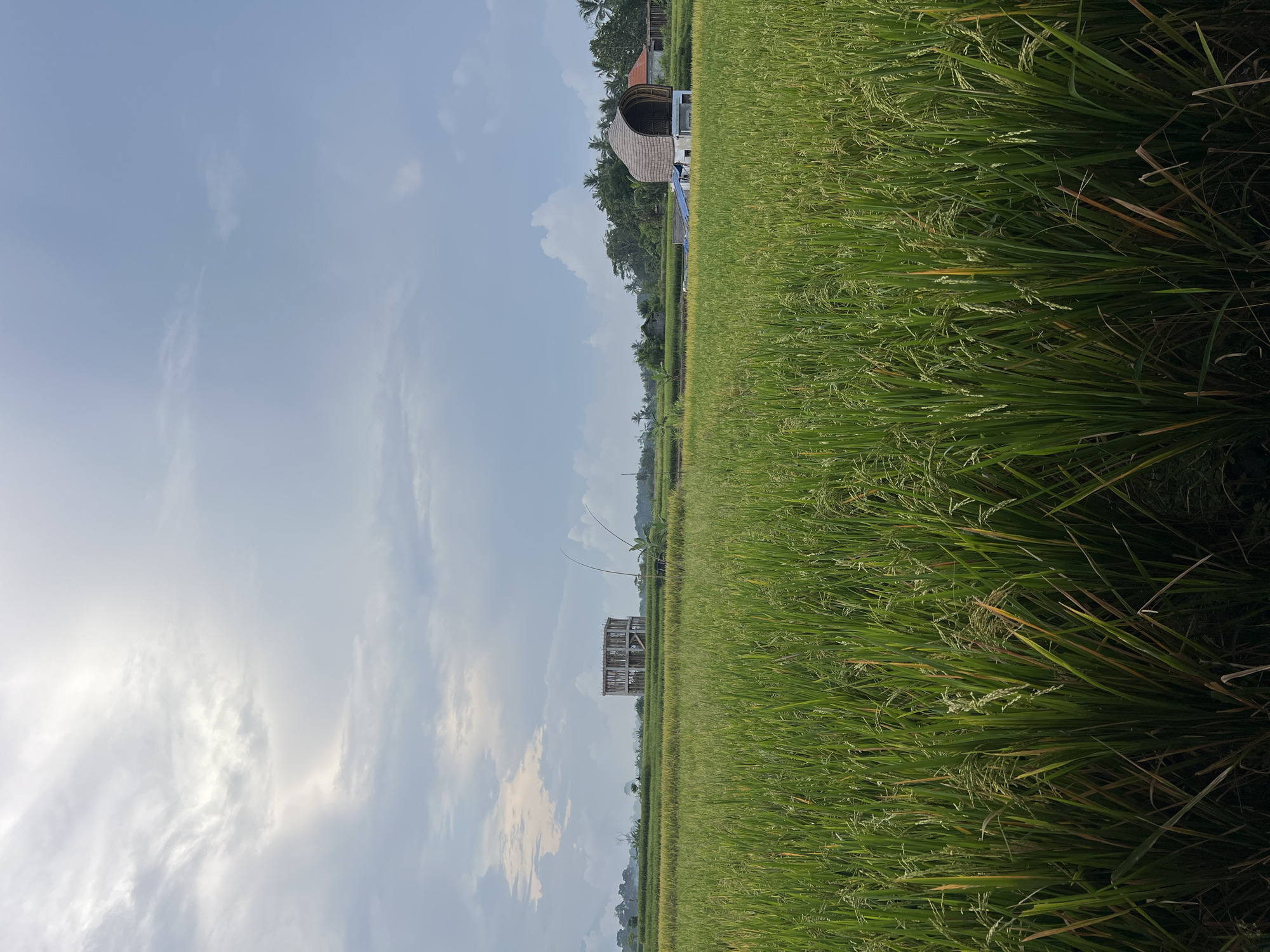 The image shows a rice field in Singakerta, Indonesia, under a cloudy sky. The rice plants are lush and green, filling the right side of the frame. In the background, there are some buildings, one appearing to be under construction with its wooden frame visible. Other structures are farther away, with a distinct arched roof design. The overall impression is one of rural tranquility.
