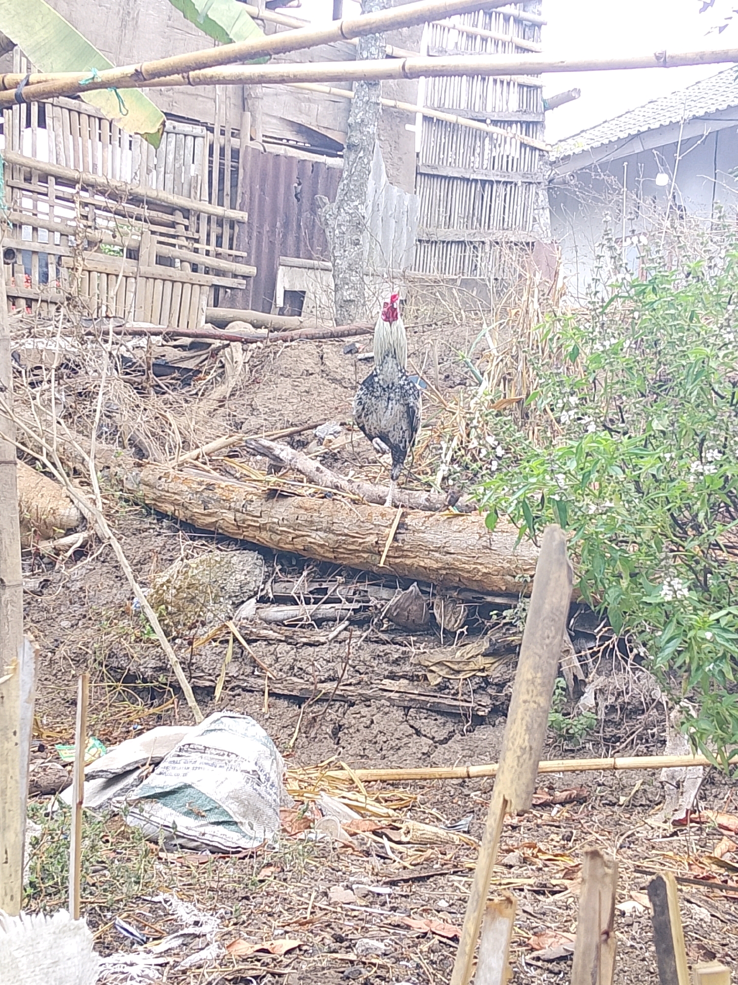 In an outdoor, rural setting, a rooster stands on a fallen log in the foreground. The rooster is facing the left and appears to be a light gray and white breed with a red comb. Behind the rooster, a dense green bush with small white flowers is visible. The ground is covered in dry leaves, twigs, and dirt, with a large pile of trash including a white and green patterned bag to the left of the rooster. In the background, a fence made of bamboo poles and planks is seen, as well as part of a building with a tiled roof and corrugated metal siding. Bamboo poles are also present in the upper portion of the image, crisscrossing the frame, suggesting a rustic or construction-related area. The overall environment appears unkempt and natural.