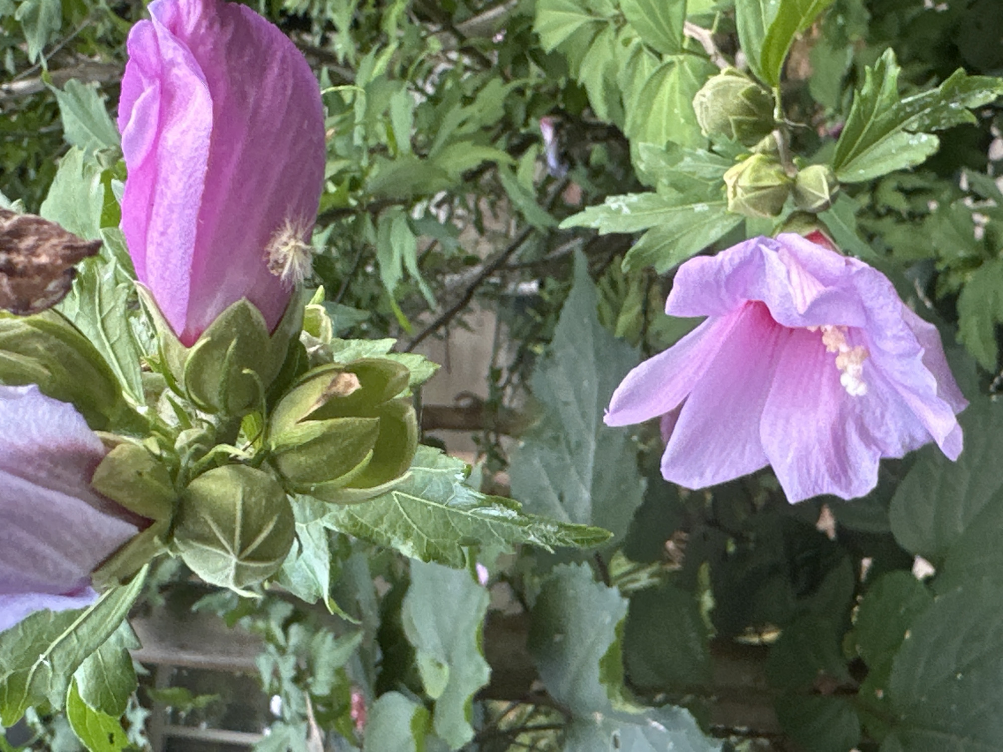 The image shows a close-up view of a rose of sharon bush with pink flowers and green buds. The flowers are in various stages of bloom, with some fully open and others still forming. The leaves are green and lush. The background is a blur of greenery, suggesting an outdoor setting. There are no people or animals visible in the image. The lighting appears to be natural, possibly daylight. The scene is likely located in a garden or park, and given the context provided, it is situated in Sochi, Russia.