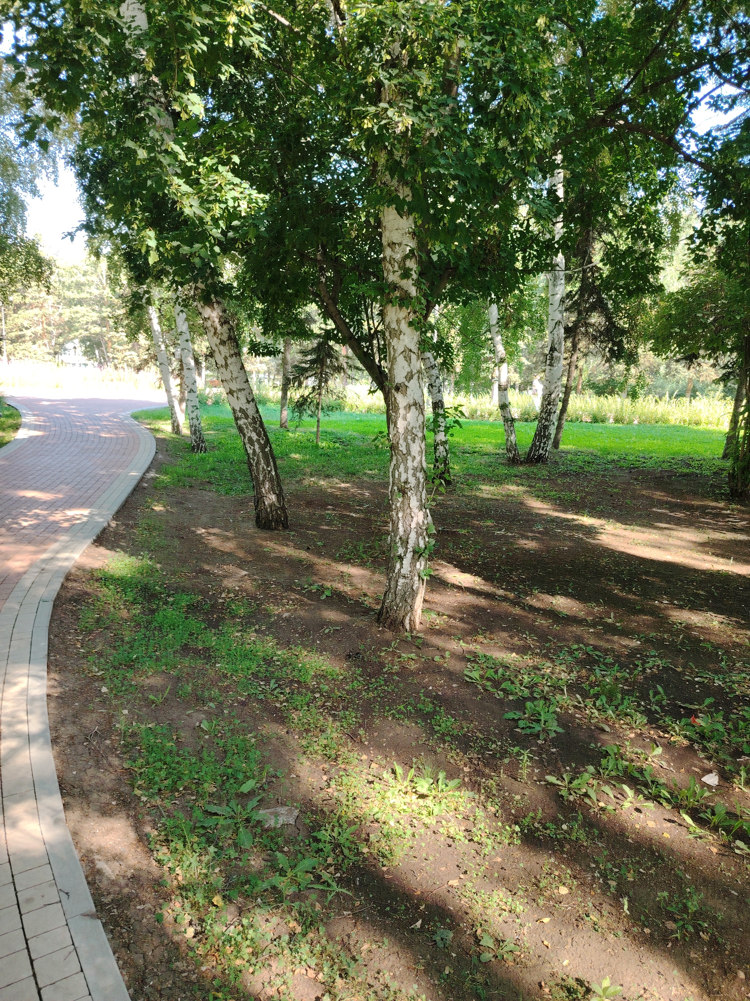 The image depicts a park scene with a paved pathway curving to the left. The pathway is constructed of light-colored bricks with a darker border. Adjacent to the pathway, a grassy area is visible, interspersed with bare soil and scattered leaves, indicating the presence of trees. Several birch trees with distinctive white bark and dark markings are prominent in the mid-ground, their green foliage creating dappled shade on the ground. The background consists of a sunlit green lawn and more trees, suggesting a natural or semi-natural environment within an urban setting. There are no people or animals visible in the image. The lighting suggests a sunny day, possibly late morning or early afternoon, with shadows cast by the trees. The location is identified as Astana, Kazakhstan.
