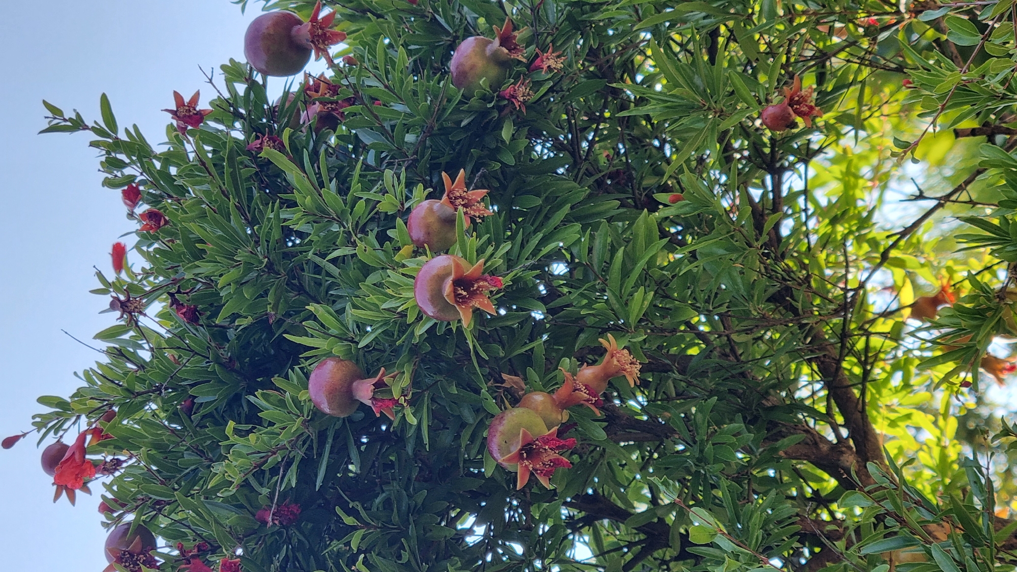 This image captures a pomegranate tree laden with developing fruits and red flowers, set against a clear blue sky. The tree's branches are covered in lush green foliage. Several young pomegranates, ranging in color from light green to reddish-purple, are visible, some still bearing remnants of their distinctive crown-like calyx. Red pomegranate flowers, some in bloom and others appearing wilted, are also scattered throughout the branches. The lower portion of the image shows sunlight filtering through the leaves, illuminating the underside of the foliage with a warm, greenish glow. The overall scene suggests a natural, outdoor setting, consistent with a garden or orchard environment in Palaios Panteleimonas, Greece. No people or animals are present in the frame.