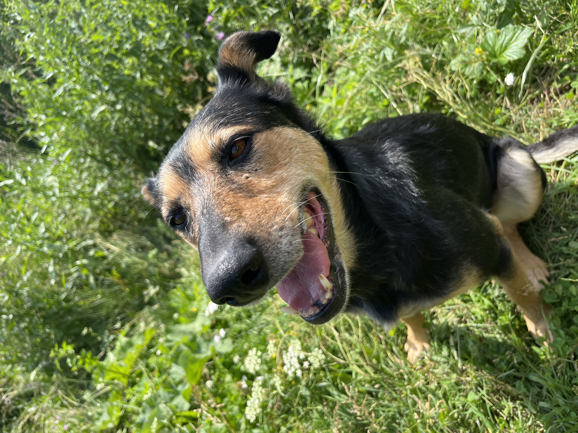 A medium-sized dog with black and tan fur is sitting in tall green grass on a sunny day. The dog is looking up and to its left with its mouth open and tongue visible. The dog's ears are perked. The background is filled with lush green vegetation. There is no indication of the city of Nizhny Tagil, Russia.