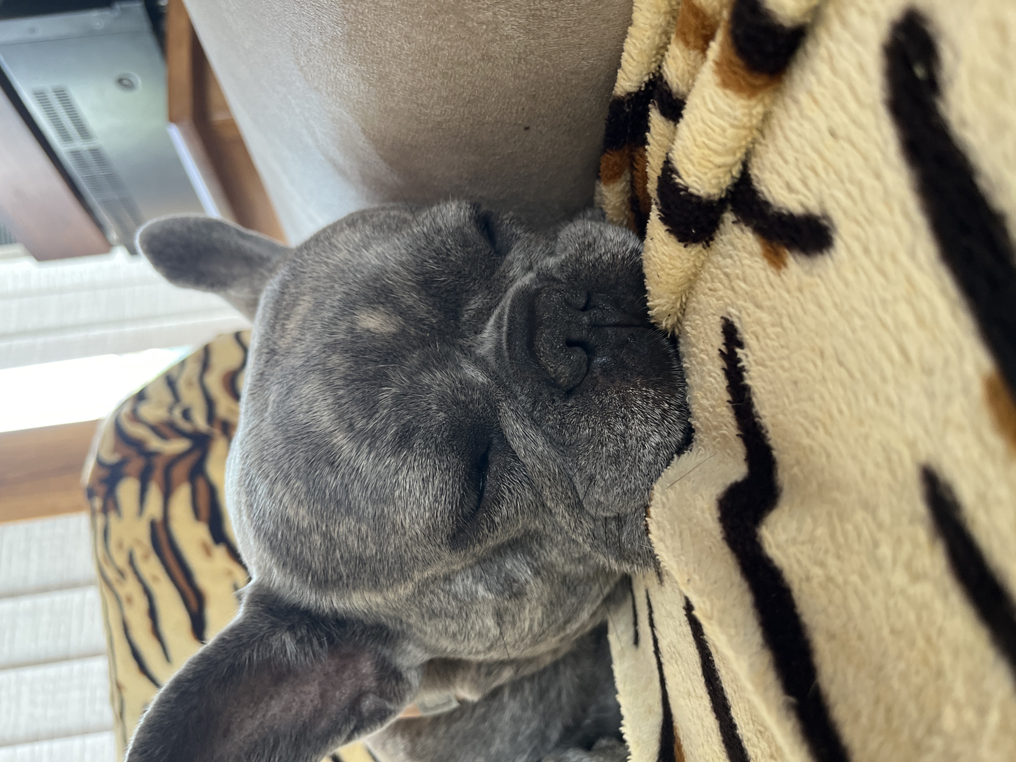 A grey brindle French Bulldog, or a similar brachycephalic dog breed, is captured in a close-up, sleeping peacefully. The dog's face, with its eyes closed and nose slightly scrunched in slumber, is prominent in the foreground. Its fur is a mix of light and dark grey tones with a distinct brindle pattern.
The dog is nestled against a light-colored, possibly beige, upholstered surface, likely a couch or bed. Part of its body is covered by a soft blanket featuring a cream or beige base with bold black and brown animal-print stripes, reminiscent of a tiger or zebra pattern.
In the background, hints of an indoor setting are visible. To the upper left, there's a metallic or light-colored vent structure, possibly part of an appliance or HVAC system, mounted on what appears to be a wooden panel. Below this, a section of horizontal window blinds can be seen, suggesting natural light illuminates the scene. The image conveys a sense of comfort and tranquility as the dog rests. No text is visible in the image.