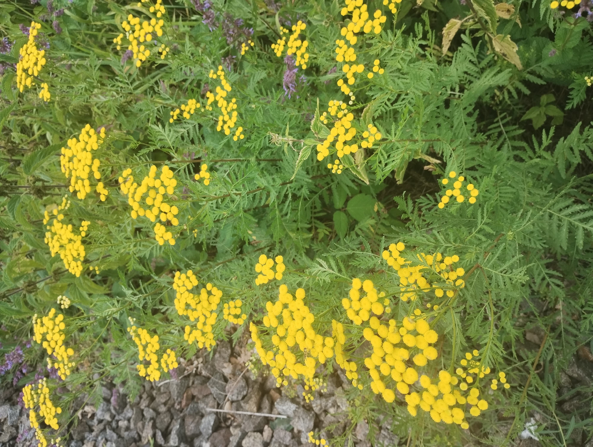 A close-up, eye-level, outdoor photograph shows a dense cluster of common tansy (Tanacetum vulgare) in bloom, their bright yellow button-like flower heads forming abundant corymbs. The plants are situated in a naturalistic setting, with feathery, fern-like green foliage and some interspersed smaller, purple-blue flowers, possibly from a different plant species like catmint or a type of Salvia. To the left of the frame, a scattering of greyish, irregular-shaped stones, resembling gravel or crushed rock, forms a border or pathway. The background is filled with the green, leafy texture of more vegetation, suggesting a wild or uncultivated area, possibly on the outskirts of a village. The lighting is soft and diffused, indicating an overcast day or shade. No people are present in the image. The scene depicts a common roadside or field plant in its natural habitat within the vicinity of Bilany, Ukraine.