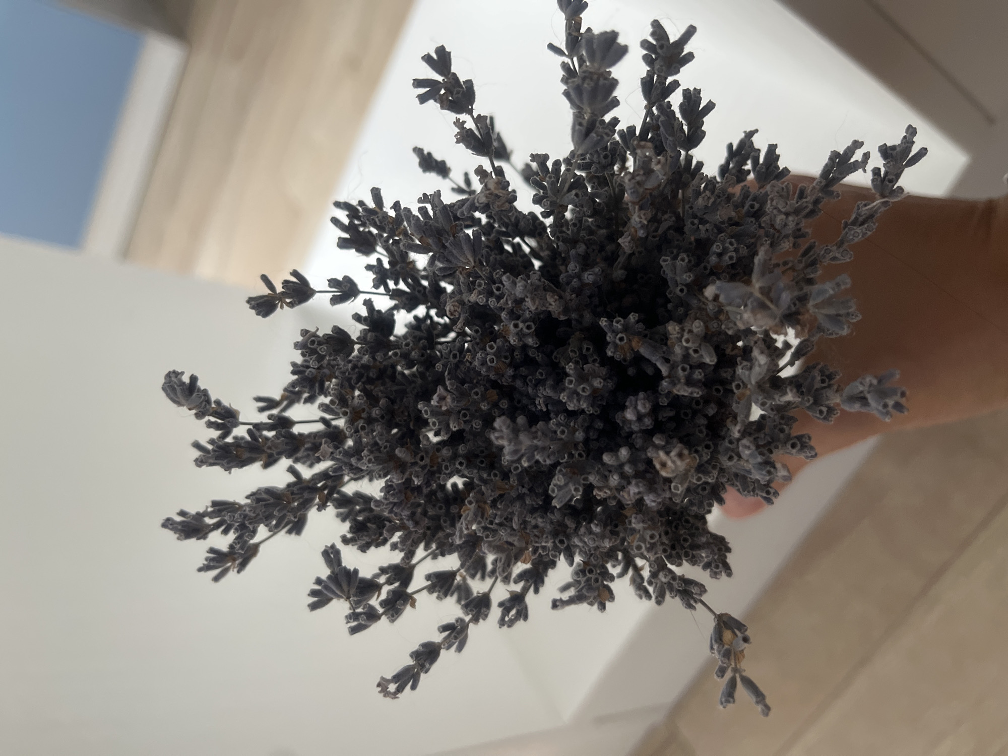 A hand holds a bunch of dried lavender flowers. The lavender is a deep purple-grey color and is clustered densely on thin stems. The background is blurred, showing a white surface and a light brown wooden floor. Part of a blue wall is visible in the upper right corner. The image does not provide any information about the city of Rybnitsa, Moldova.