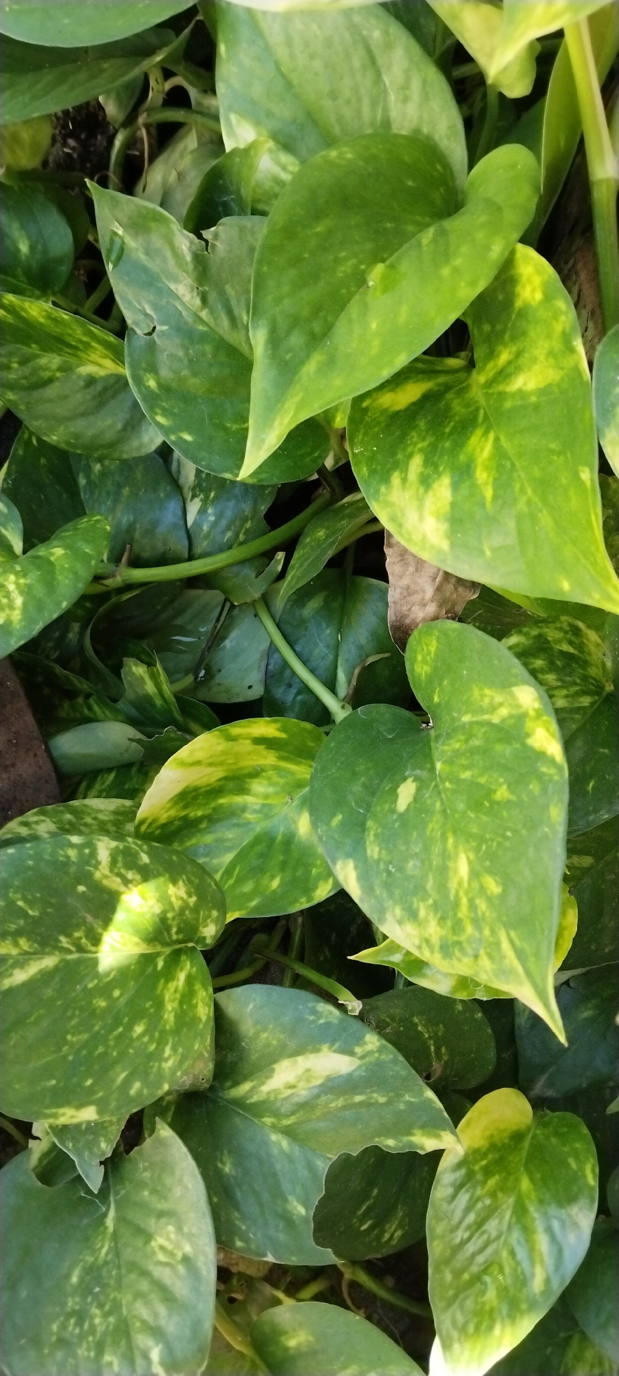 This is a close-up, top-down view of a lush patch of Epipremnum aureum, commonly known as Devil's Ivy or Golden Pothos. The plant features heart-shaped leaves with a vibrant green color, interspersed with irregular patches of yellow variegation. Some leaves show minor imperfections, such as small tears or brown spots, indicative of natural growth and possible minor damage. The leaves are densely packed, creating a rich, textured surface. The background is a mix of dark soil and the shadowed undersides of leaves, suggesting the plant is growing in a natural or partially shaded environment. No people or animals are visible. The image appears to be taken outdoors, likely in a garden or natural setting within the city of Duman, Indonesia, given the context of the prompt.