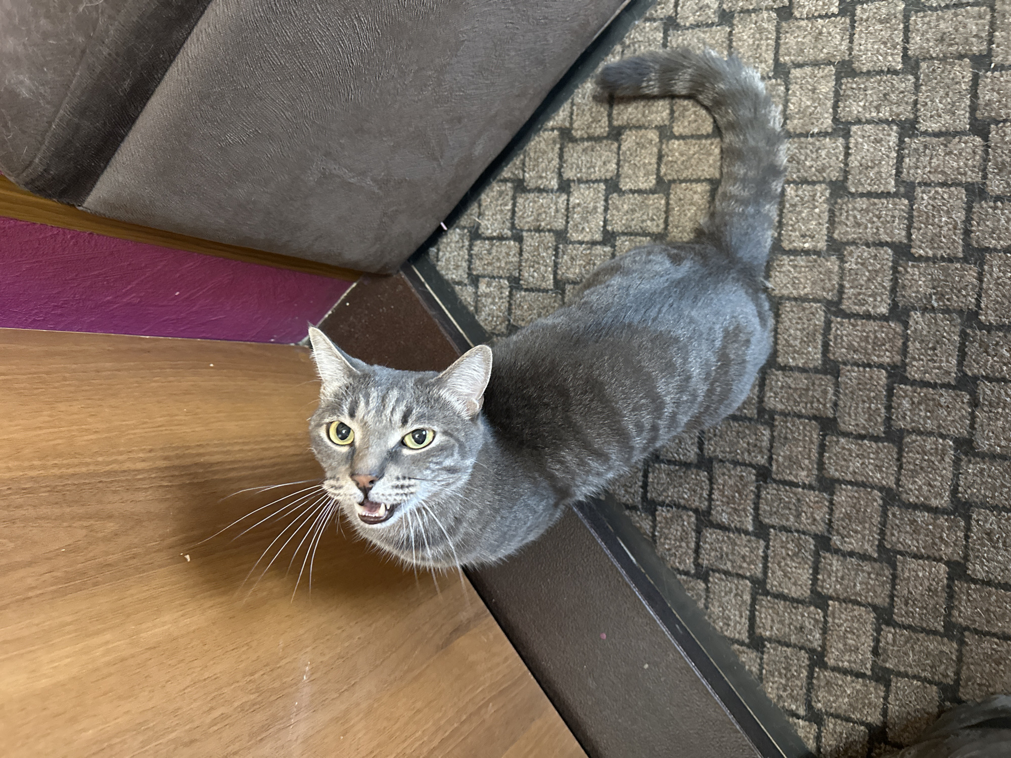 A gray tabby cat is standing on a brown doormat next to a wooden floor. The cat is looking upwards with its mouth slightly open, revealing its teeth. Its tail is curled upwards. A portion of a brown couch is visible in the upper left corner of the image. A purple surface is seen beneath the couch. The scene appears to be indoors. The location in the city of Krasnoyarsk, Russia is unknown.