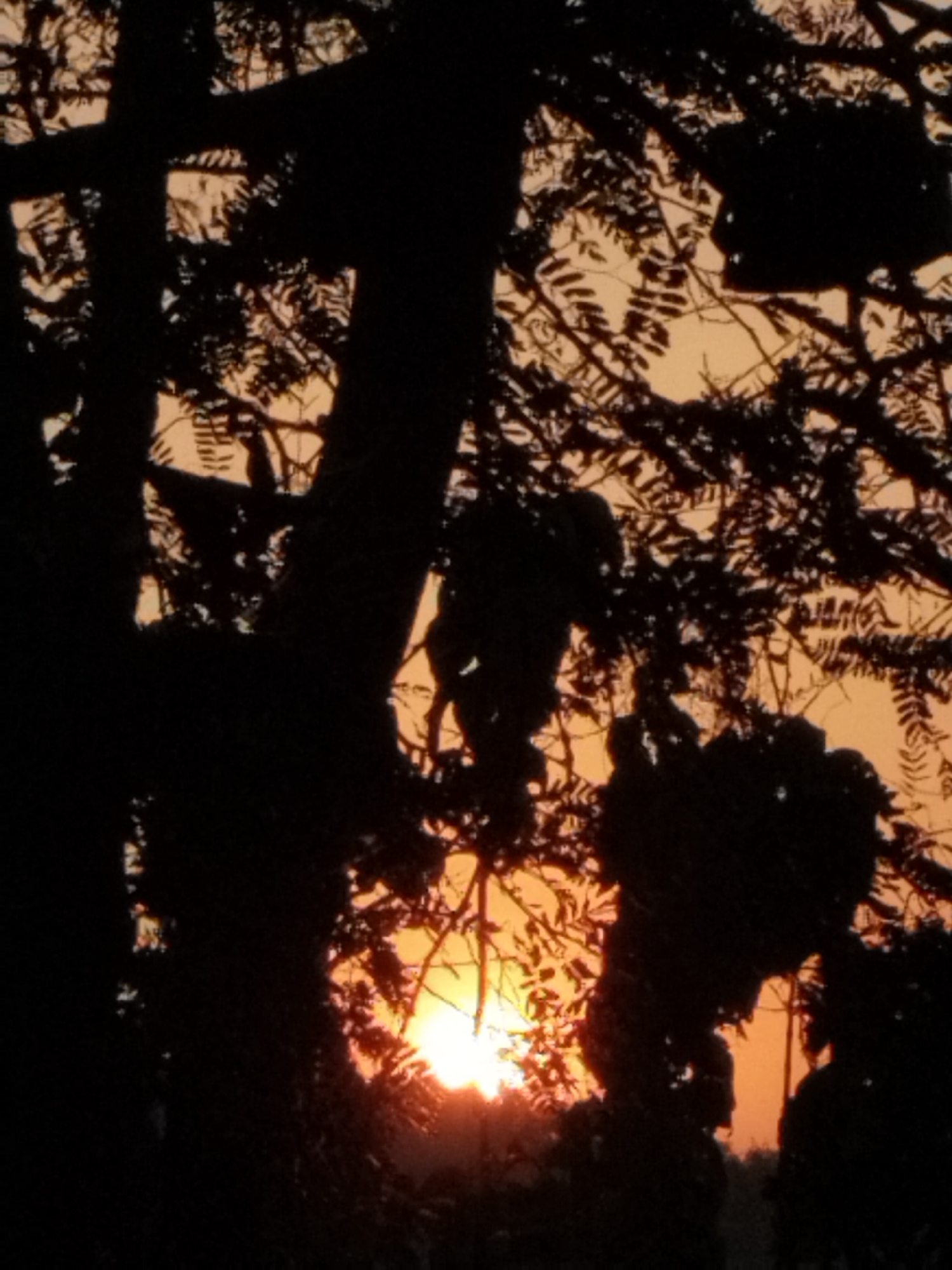 The image depicts a silhouette of trees against a sunset sky. The sun is low on the horizon, casting an orange glow that filters through the branches and leaves. The trees are dark and appear to be in the foreground, with their branches forming intricate patterns against the bright sky. The scene suggests a natural setting, possibly a park or a wooded area. There are no people or man-made structures visible in the frame.