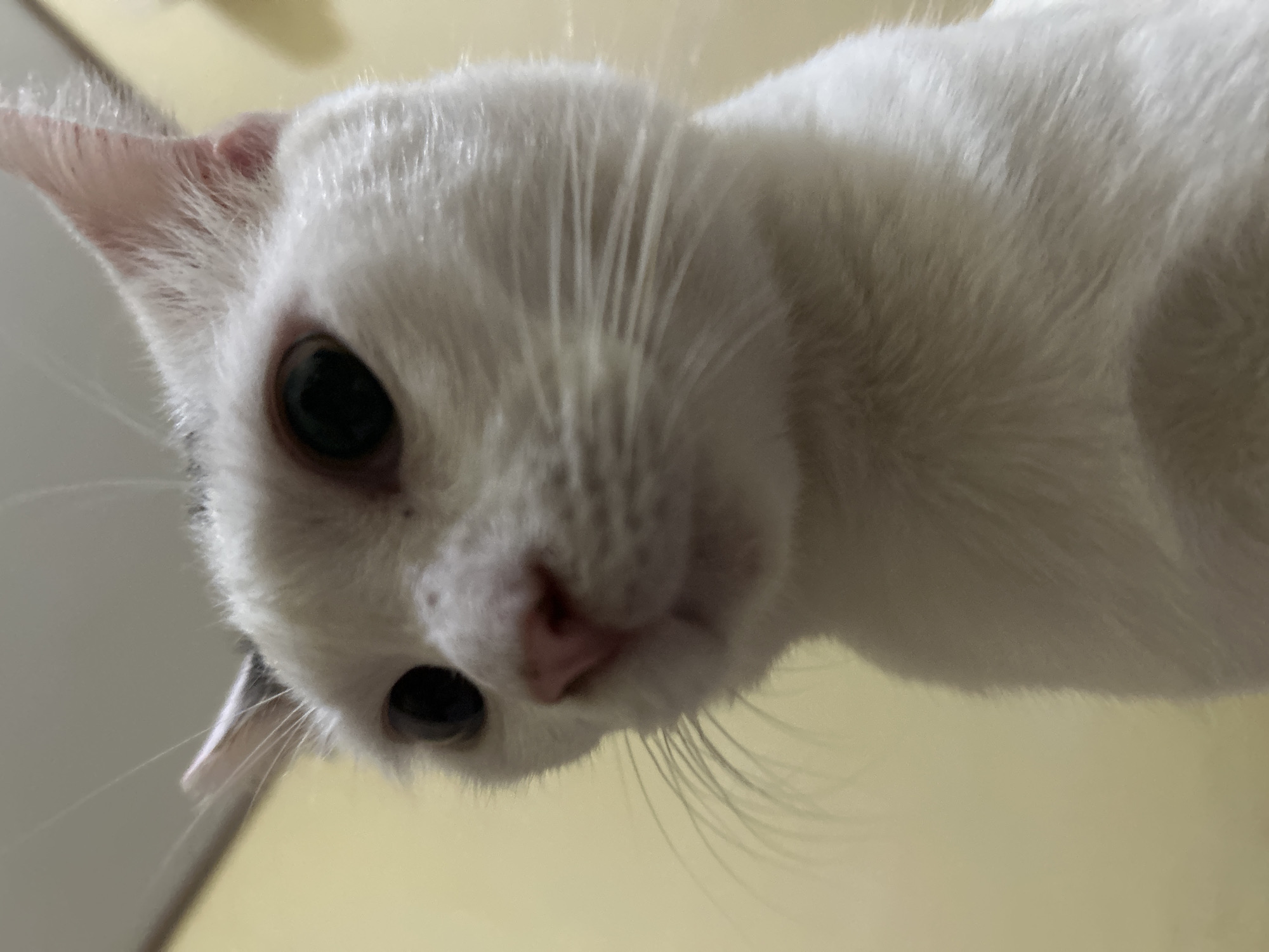 The image is a close-up, low-angle shot of a white cat's face, looking directly at the camera. The cat has large, dark eyes, a pink nose, and long white whiskers. Its fur is white with some grey markings on its head. The background is a plain, light yellow wall. The scene appears to be indoors, likely in a residential setting, but there is no specific indication of its location in Makassar, Indonesia. The lighting is soft, suggesting it might be taken with a flash or in ambient room light. The focus is sharp on the cat's face, with the background slightly blurred.