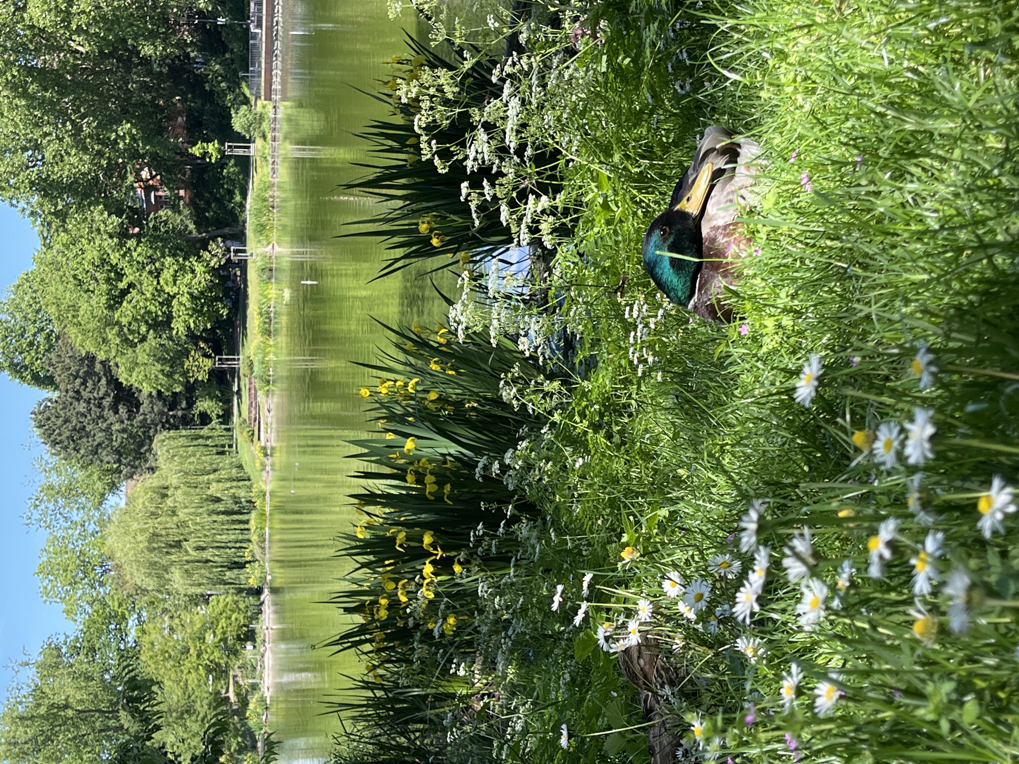 The image captures a scene by a pond in Landau in der Pfalz, Germany. A male mallard duck is partially obscured in lush green grass and wildflowers (daisies, yellow irises and white Queen Anne's lace) in the foreground. The pond, reflecting the surrounding trees and sky, fills the midground. Trees line the far side of the pond, with the roofs of buildings visible among them. The sky is light blue.