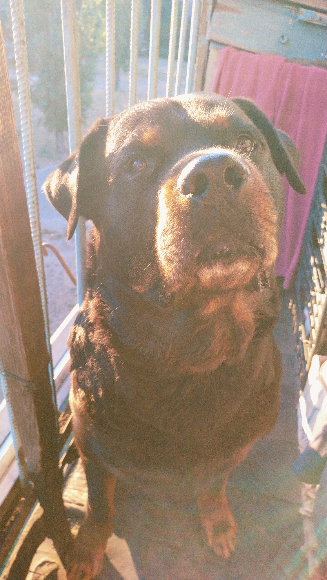 A rottweiler is looking directly at the camera on a wooden porch with a metal railing. A pink blanket is draped over a teal chair in the background. The scene is illuminated by the warm light of the setting sun, casting long shadows and creating lens flare. The dog's snout is wet and its eyes are dark. The image appears to have been taken outdoors in an urban setting, possibly on a balcony or porch in Horishni Plavni, Ukraine.