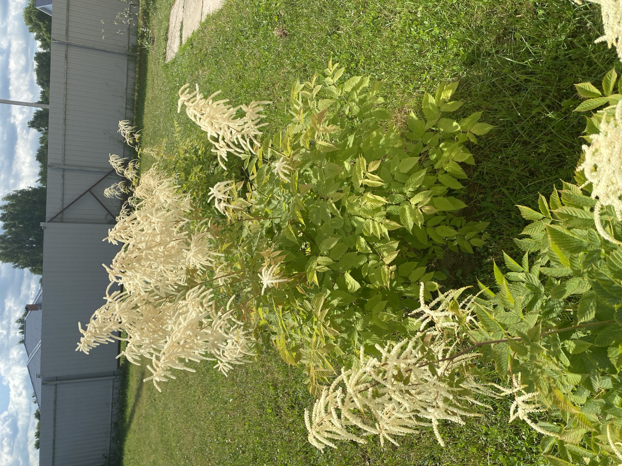 A tall, feathery plant with white blossoms is in the foreground of a yard. The plant has large, green leaves and is in bloom. The yard is covered in green grass. In the background is a gray metal fence, and beyond that, a house with a gray roof. The sky is cloudy.