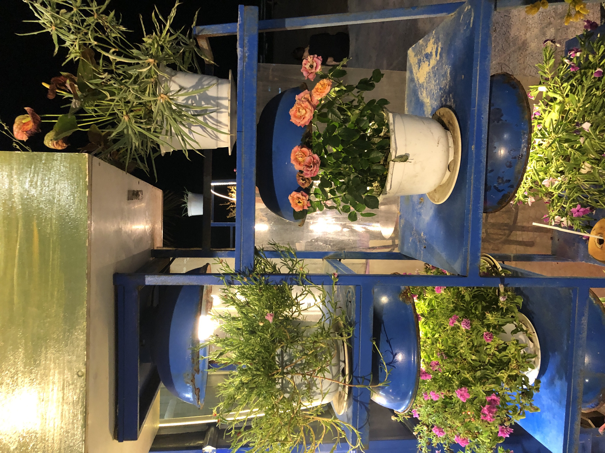 This media file displays an outdoor scene at night, likely in Đà Nẵng, Vietnam, featuring a vertical garden display. The main objects are several potted plants arranged on blue metal shelving units. The plants vary in type; one has long, slender leaves and dark, spadix-like flowers. Another features multiple blooms of pink and orange roses. A third pot contains a dense plant with small, delicate pink flowers, and another shows a plant with thin, feathery green leaves. The blue shelving is rustic, showing signs of wear and tear, with some rust and chipped paint. Several of the shelves are designed to hold large, round blue containers that appear to be repurposed. Lights are visible beneath some of the shelves, illuminating the plants and casting shadows, suggesting this is an evening or nighttime display. The background is dark, with hints of other structures and greenery. The overall impression is one of a decorative, possibly commercial, outdoor space designed to showcase plant life after dark.