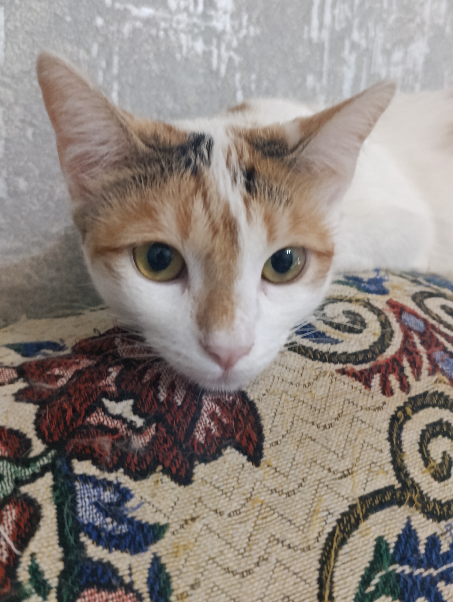 A calico cat with white, orange, and black markings is resting its head on a patterned cushion. The cat's eyes are open and looking towards the viewer. The cushion has a textured fabric with a colorful floral and swirling pattern in shades of red, blue, green, and cream. The background consists of a textured, light-colored wall. The scene appears to be indoors, possibly in a residential setting in Baku, Azerbaijan.