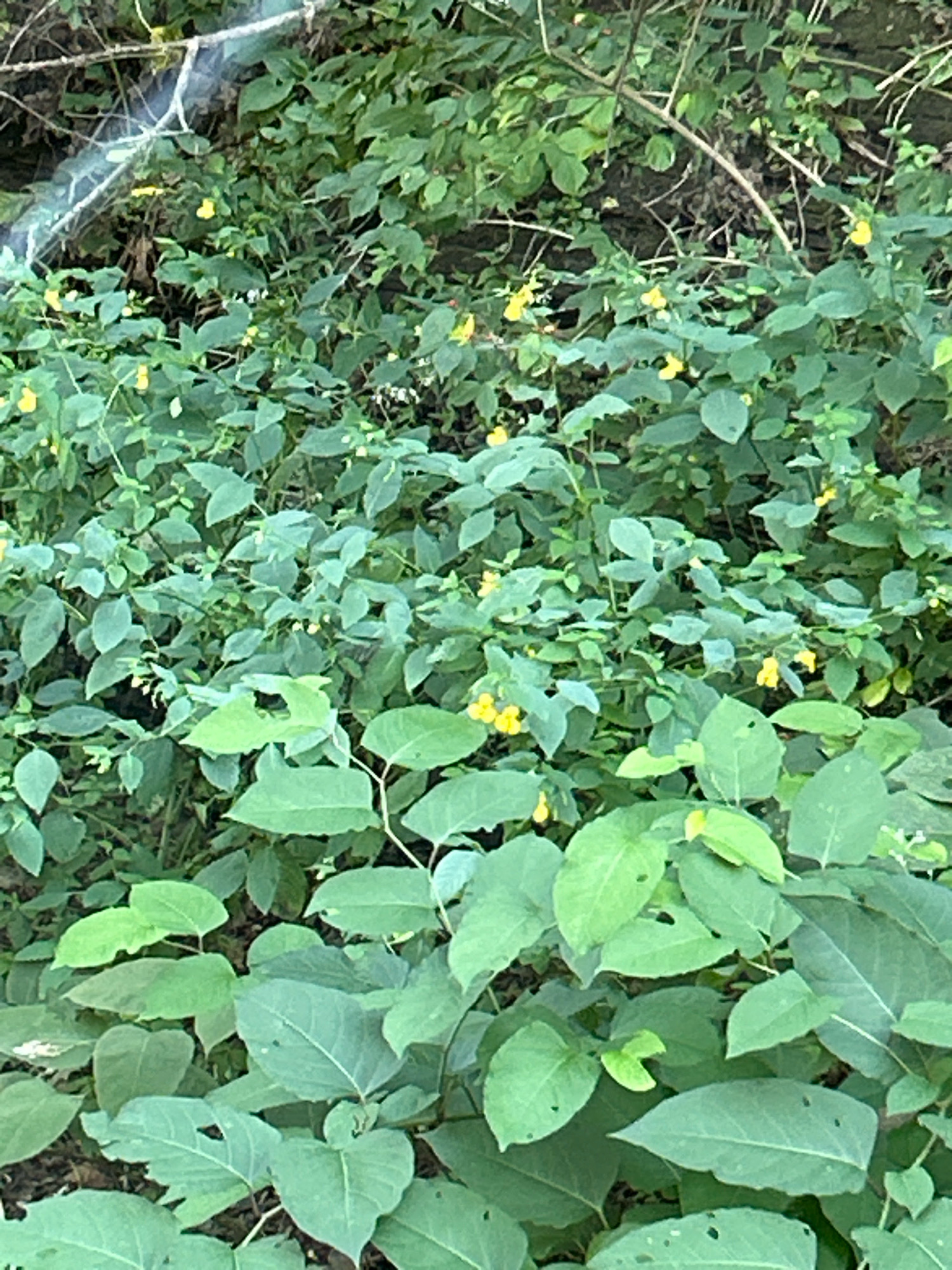 This image shows a dense patch of leafy green plants with scattered small yellow flowers. The plants are growing in a naturalistic setting, likely outdoors, with some brown debris visible on the ground and tangled branches in the background. The overall impression is one of lush vegetation, possibly in a park or wooded area. The image does not provide any information about the city of Upper St. Clair, the United States of America, or any specific details regarding people, actions, or interactions.
