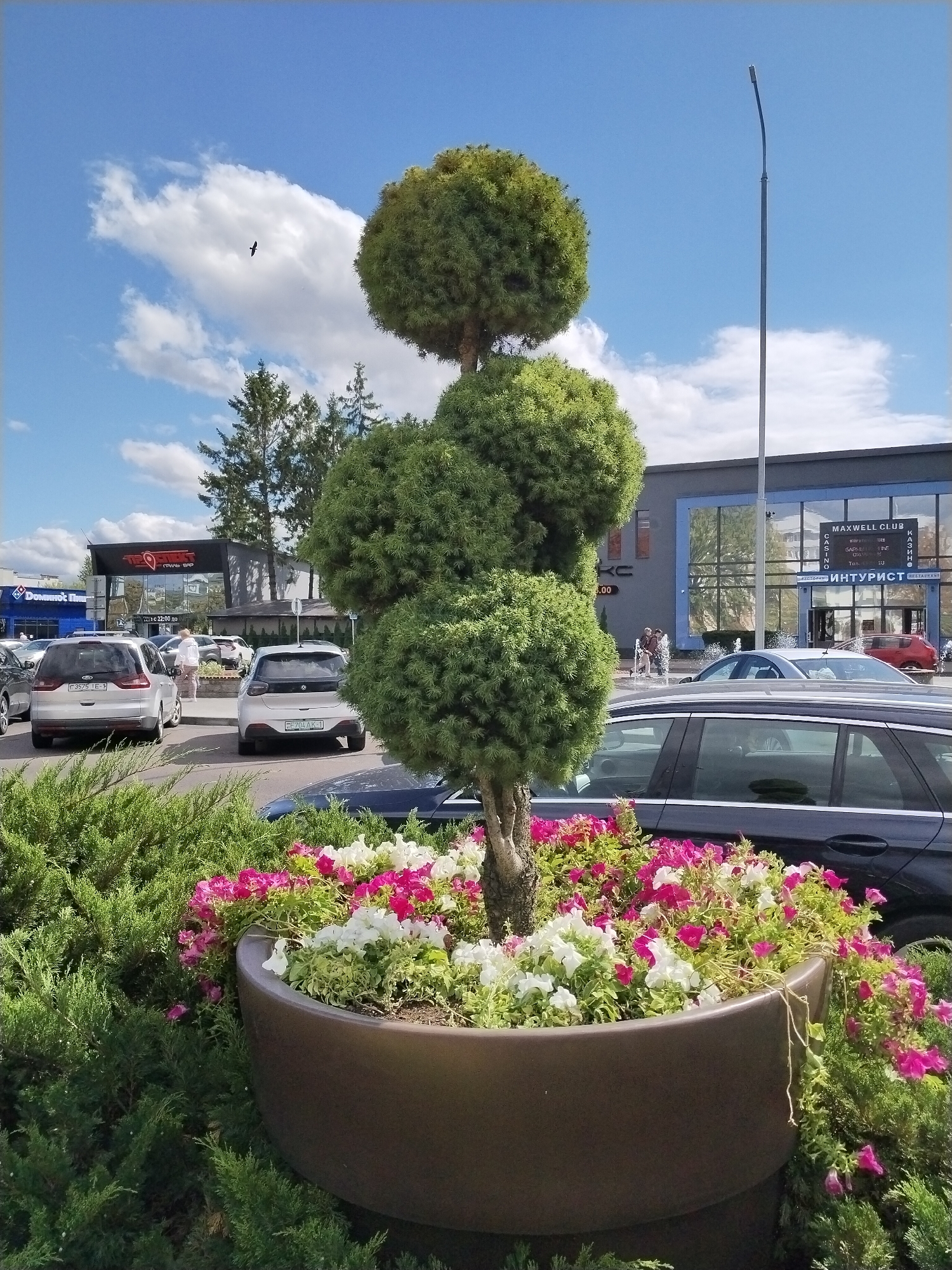 A topiary tree, decorated with four spherical layers of green foliage, stands in a large, dark brown planter overflowing with pink and white flowers. The planter is situated in front of a row of cars parked in a lot. Behind the cars is a building with a dark facade and large glass windows. Signs on the building read "MAXWELL CLUB" and "ИНТУРИСТ". To the left of the "MAXWELL CLUB" is a smaller sign that appears to indicate a restaurant or cafe. The sky is blue with scattered white clouds, and a bird is visible in flight. The scene is outdoors in what appears to be a commercial area. This location is identified as being in Brest, Belarus.