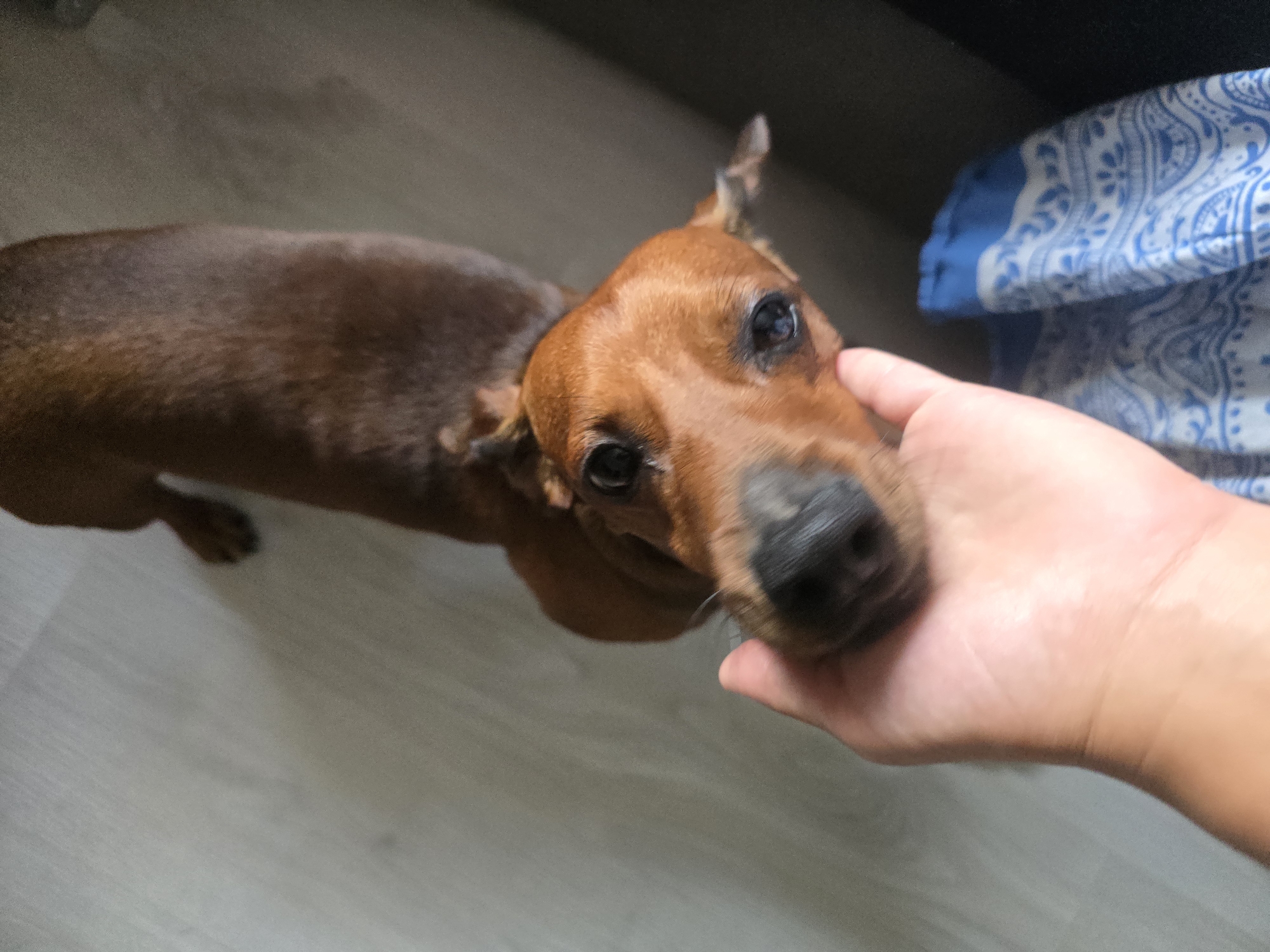 In an indoor setting, a person's hand is gently stroking the head of a small, brown dog. The dog, which appears to be a Dachshund breed, is looking directly at the camera with dark eyes. The dog's fur is short and smooth, and its body is elongated. The background consists of a light-colored floor and a dark surface, possibly furniture. A blue and white patterned cloth is visible in the lower right corner of the image.