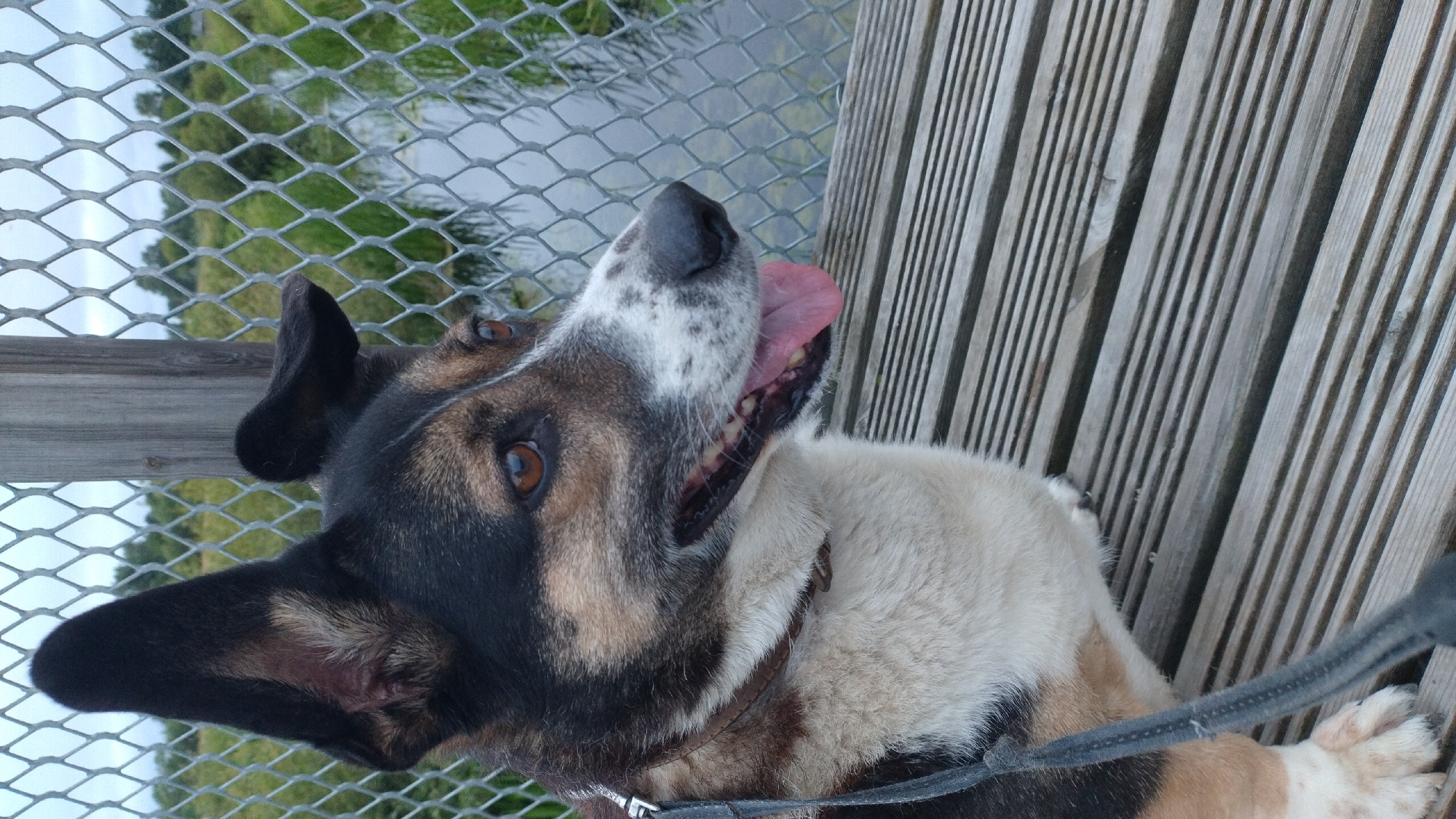 A medium shot captures a dog with black, brown, and white markings. The dog is wearing a brown collar and a dark leash, which extends out of the frame to the left. The dog's mouth is open, and its pink tongue is visible. The dog is seated on a wooden deck, and in the background, there is a chain-link fence with a wooden post. Beyond the fence, a body of water with some aquatic plants is visible, along with green foliage and trees under a cloudy sky. The scene appears to be outdoors. The location is not specified.