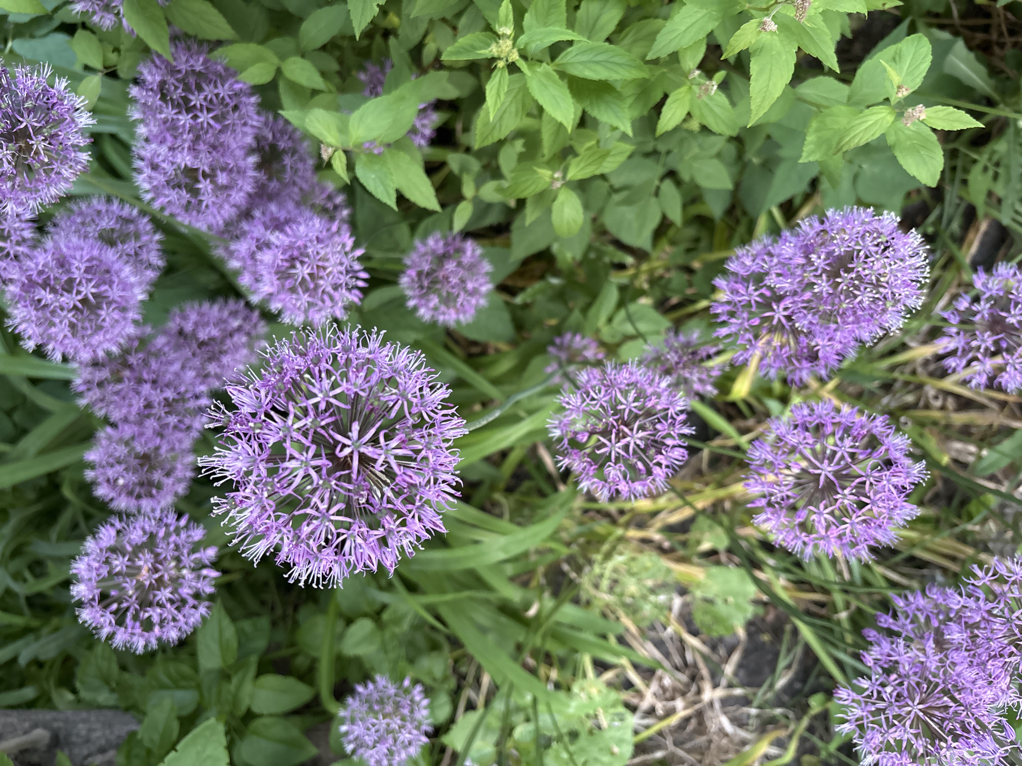 This image captures a vibrant, top-down view of numerous purple allium flowers, also known as ornamental onions, flourishing in a garden setting. The spherical blooms, characterized by their dense clusters of small, star-shaped, lavender-purple florets, dominate the foreground and mid-ground. Many individual florets display delicate white-tipped stamens, adding to the intricate texture of the flower heads. The alliums are interspersed among lush green foliage of varying shades, likely belonging to other plants or their own leaves, and some dry, yellowish-brown grass or ground cover is visible, especially towards the lower right. The lighting indicates a bright, clear daytime, casting soft illumination on the scene. No specific activity or event is occurring, and there is no visible text. The image captures a serene natural moment in what is identified as Saint Petersburg, Russia.