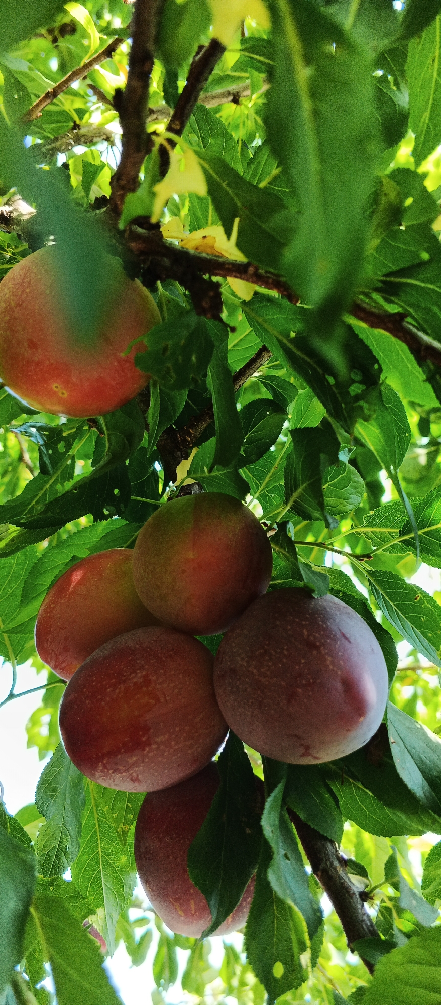 A close-up, low-angle shot shows a cluster of ripe plums hanging from a tree branch, with lush green leaves surrounding them. The plums are mostly red with some green tinges, and appear to be of a variety with a dusty bloom on their skin. One plum, positioned in the upper left, is partially obscured by leaves and has a gradient of color from pink to green. Below this, a cluster of four plums is visible. One on the far right of this group is a deep reddish-purple, while the others are a lighter reddish-pink with some green. The background consists of more green foliage and the bright sky, suggesting an outdoor setting during daylight. The image was taken in Smila, Ukraine.