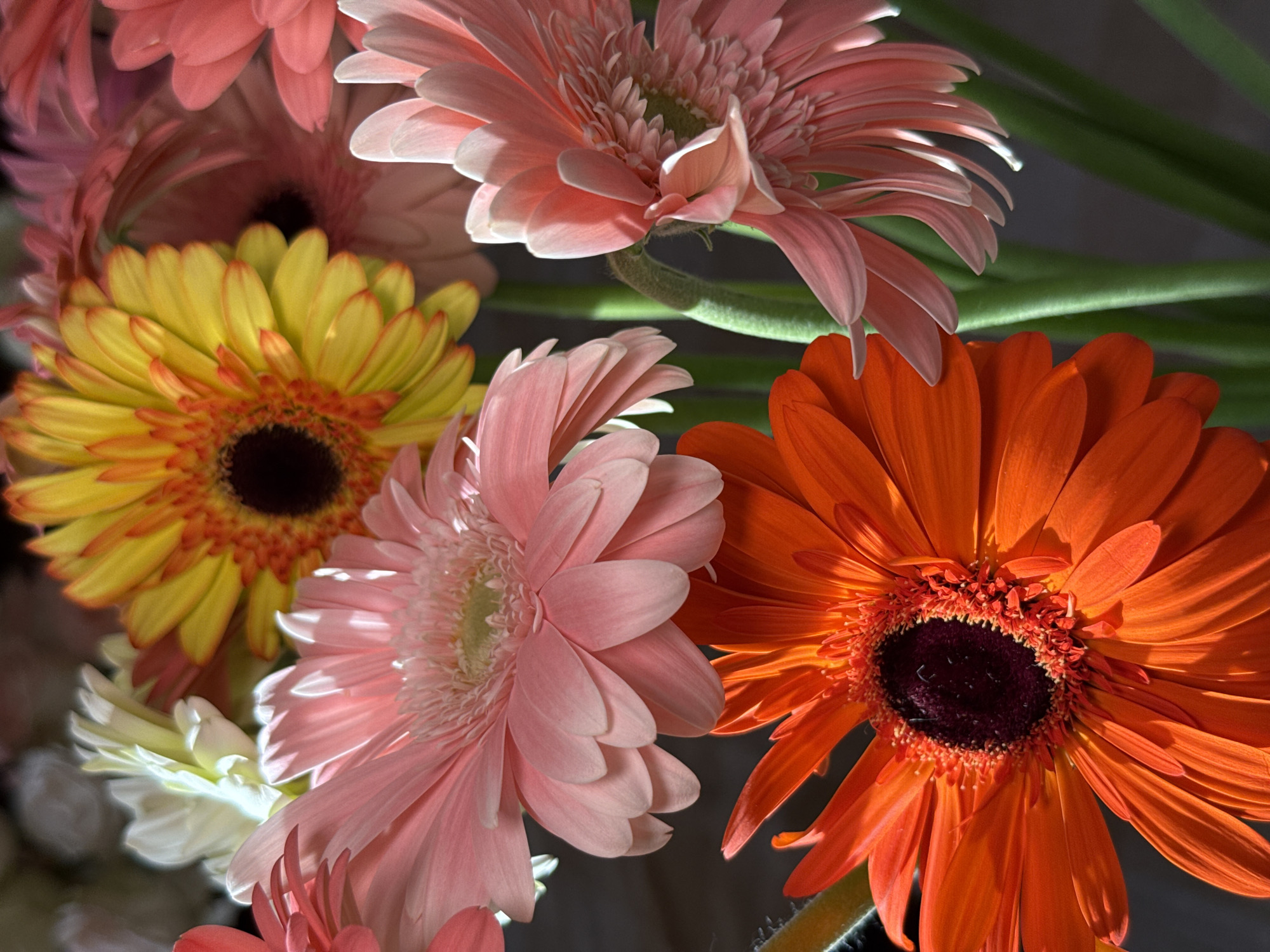 A close-up, vertical shot captures a vibrant bouquet of Gerbera daisies. The flowers are arranged in a clustered display, with their petals unfurling outwards. The dominant colors are a bright, fiery orange and a soft, pastel pink. In the background, hints of yellow and white daisies are visible, along with soft, blurred bokeh lights that suggest an indoor setting. The lighting is dramatic, with strong highlights and deep shadows, giving the image a rich and textured feel. The focus is sharp on the foreground flowers, particularly the large orange Gerbera at the bottom and the pink Gerbera above it. The stems of the flowers are visible as thick, green stalks. The overall impression is one of natural beauty and rich color saturation. The image does not contain any elements that would allow for its placement in Yerevan, Armenia.