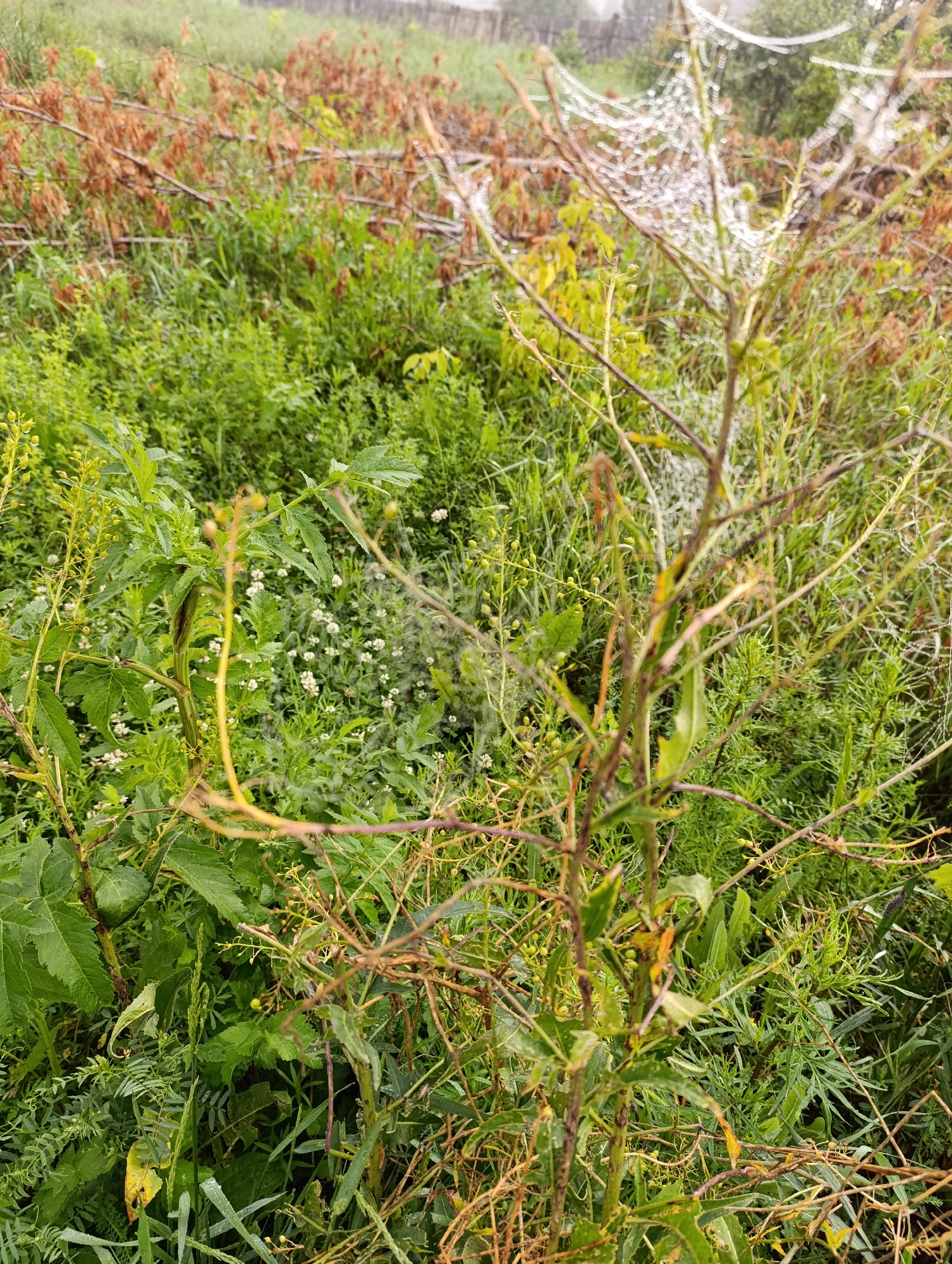 The image depicts an outdoor scene in a rural or natural setting, possibly within or near Tugulym, Russia. The foreground is dominated by a cluster of green plants, some with seed pods, interwoven with dry, brown branches and a spiderweb adorned with water droplets. The spiderweb is prominently displayed on a thin, vertical plant stem. In the mid-ground, there is a dense covering of green foliage, interspersed with dried leaves and branches. The background shows more vegetation and a blurred, distant fence. The overall impression is one of overgrown nature, possibly after a rainfall, with the spiderweb serving as a focal point. There are no people or animals visible in the image.