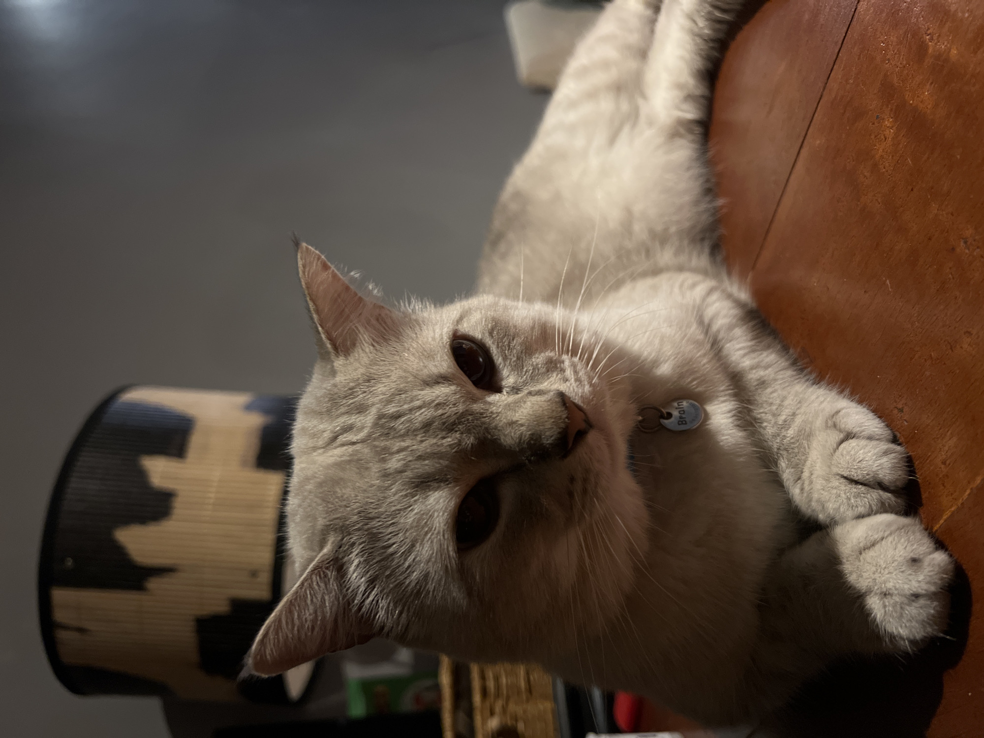 A light gray cat is lying on a wooden surface. The cat is facing the camera with its head slightly tilted. Its eyes are dark and its pupils are dilated. The cat has a silver collar with a small round tag that has text on it. The text on the tag reads "Brain". In the background, a dark lamp with a patterned shade is visible to the left. The lighting suggests it is evening or indoors.