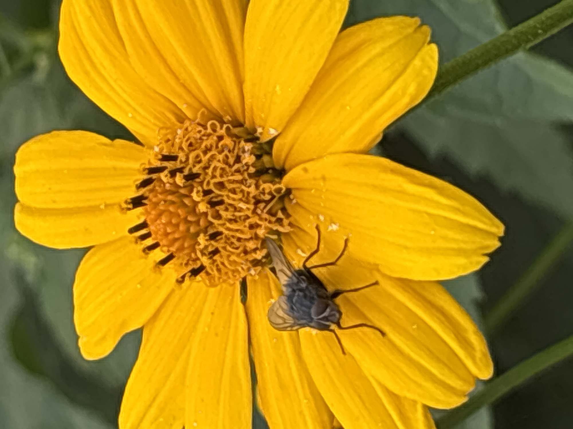 A close-up, vertical shot showcases a fly perched on the bright yellow petals of a large flower. The fly, with its grey, segmented body and transparent wings, is positioned on the lower left side of the flower. Its legs are splayed out, gripping the petal. The flower's center, a textured disc of orange and brown, is visible to the upper right of the fly. The petals are broad and slightly curved, with subtle water droplets scattered across their surface. The background is a soft, dark green, suggesting foliage, and is out of focus. The lighting is natural, highlighting the vibrant yellow of the petals and the details of the fly. The scene appears to be outdoors, possibly in a garden or park setting. There is no information in the image to suggest a location in Minsk, Belarus.