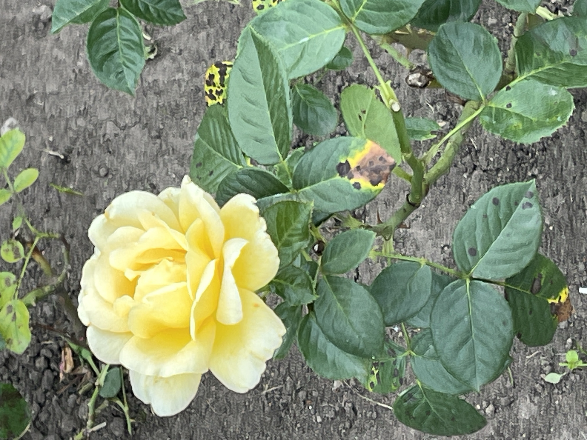 A single, fully bloomed yellow rose stands prominently in the foreground, its petals unfurling in soft layers. The rose is positioned to the left of the frame, with its stem extending downwards and to the right. The plant's leaves are a deep green, some showing signs of blight with brown and yellow splotches. The rosebush is planted in dark, dry soil that appears to be part of a garden bed. The background is a mottled gray surface, possibly concrete or asphalt, showing some texture and cracks. The lighting suggests an overcast day. No people are visible in the image. The scene is devoid of any specific Moscow landmarks, suggesting it could be a public park, a private garden, or a roadside planting within the city limits.
