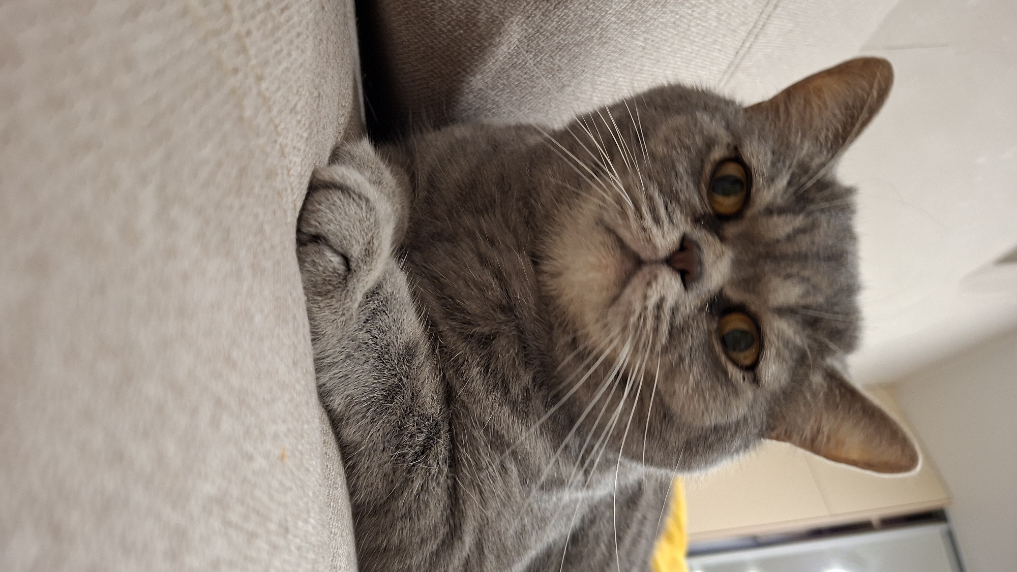 The image depicts a domestic cat within an indoor setting. The precise geographical location, including the city of Chaikovsky, Russia, is not ascertainable from the visual data.
The subject is a short-haired grey tabby cat, likely a British Shorthair due to its round face and sturdy build. Its fur is a uniform grey with subtle darker tabby markings, particularly visible on its head and legs. The cat possesses prominent, round amber-colored eyes with dark pupils, a small pinkish nose, and numerous long white whiskers extending horizontally from its muzzle. Its front paws are crossed over each other in a relaxed pose. The cat is looking directly forward, making eye contact with the camera, exhibiting an alert yet calm expression.
The cat is resting on an upholstered surface, specifically a light beige or greige textured fabric, consistent with a sofa or armchair cushion. To the left of the cat, an armrest or another section of the same upholstered furniture is visible. The background to the right features a blurred patch of bright yellow fabric, potentially a cushion or blanket, along with indistinct light-colored walls and a vertical dark architectural element, possibly a door frame or corner. The lighting suggests an indoor environment.