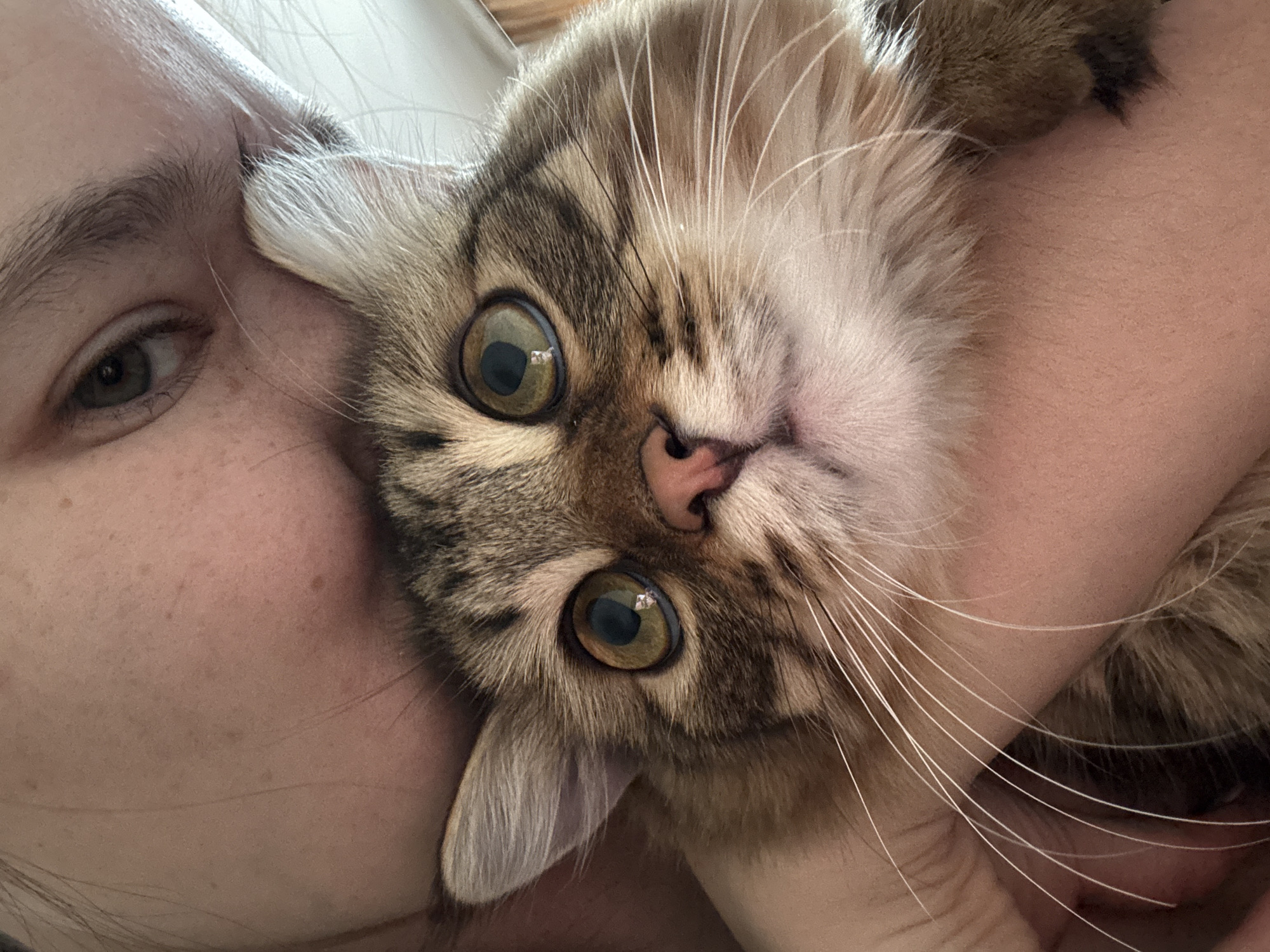 A close-up shot shows a person holding a fluffy, brown tabby cat. The person's face, including an eye and part of their cheek, is visible on the left side of the frame. The cat's face is the primary focus, with its large, round, greenish-yellow eyes gazing directly at the camera. The cat has a pink nose and long, white whiskers. The person's skin appears fair and unmarked. The background is blurred. It is impossible to know the location in the city of Chaikovsky, Russia based on this image.